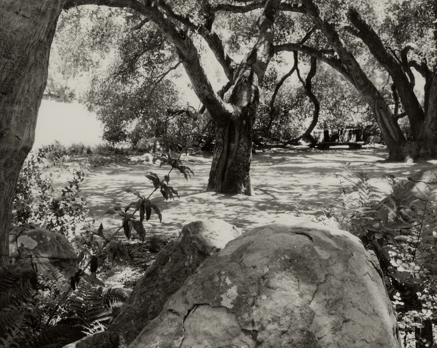 under the Meadow Oaks, SBBG (Coastal Live Oak)