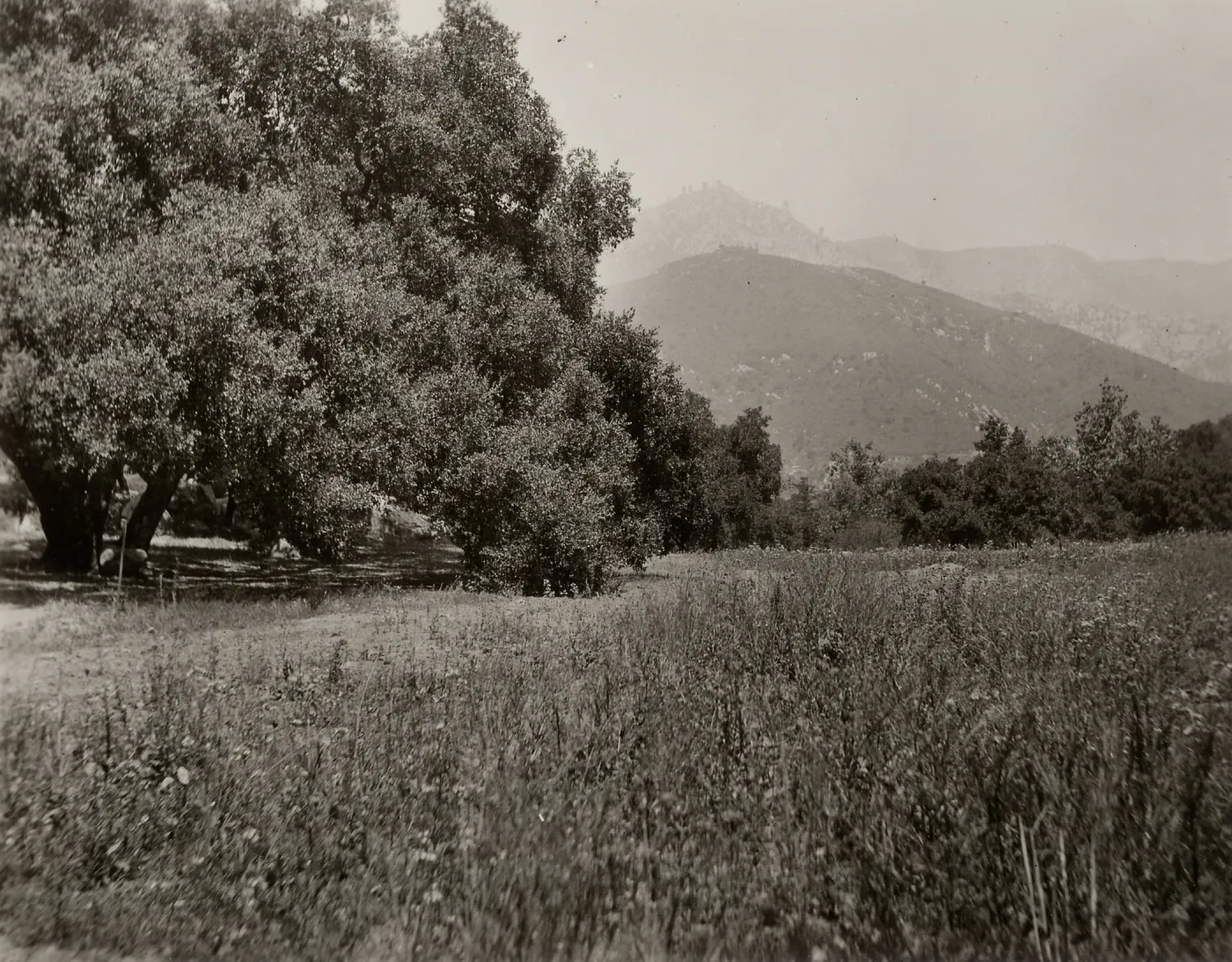 Meadow Oaks, SBBG