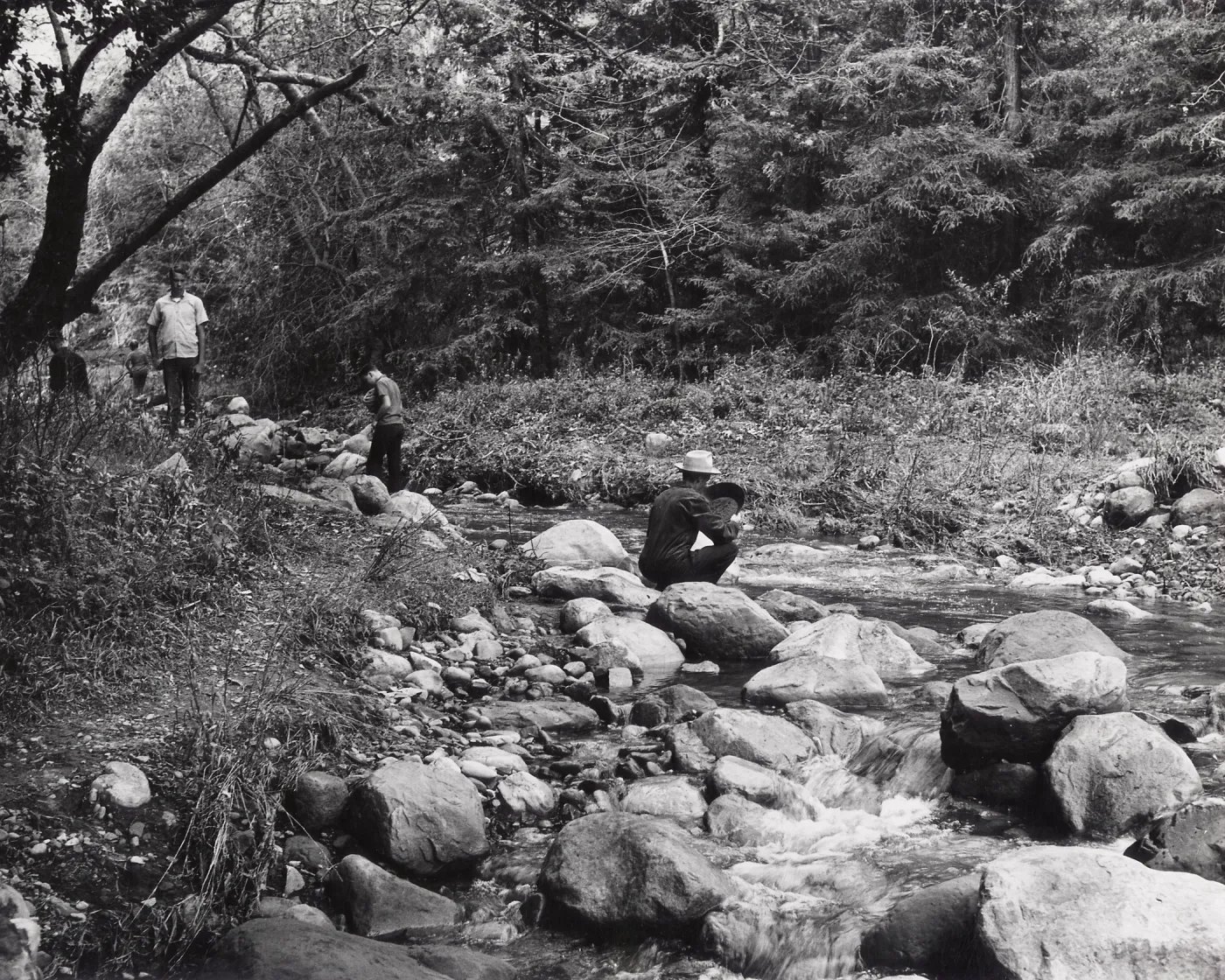 Panning for gold in Mission Creek, near redwoods