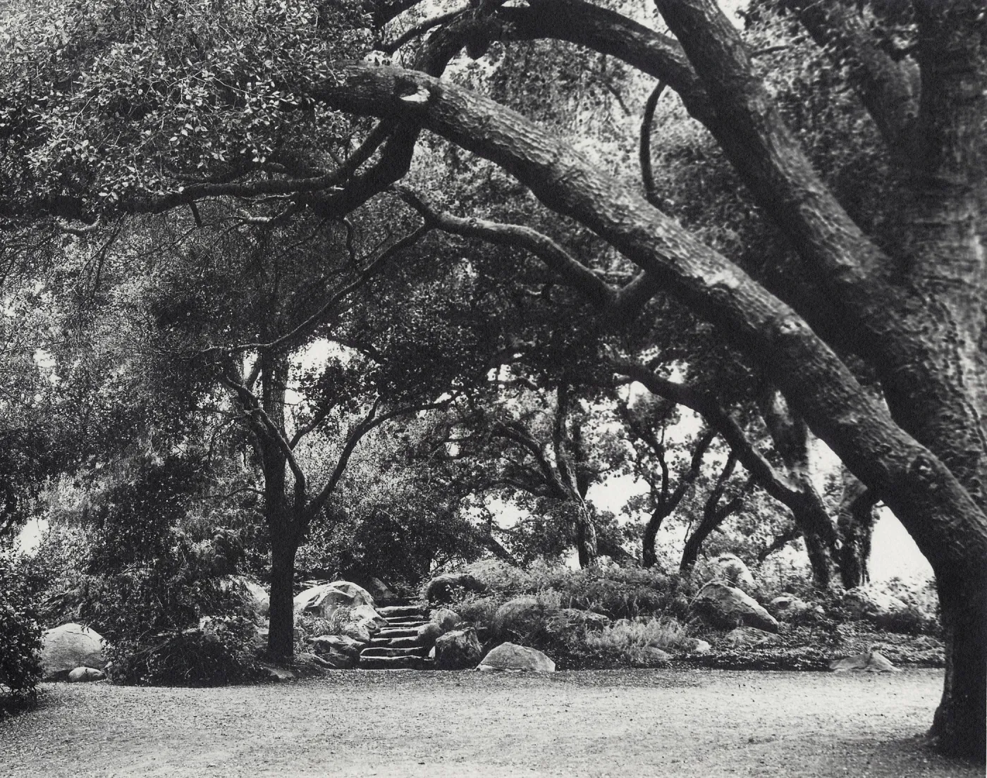 The Mound, under the Meadow Oaks, SBBG