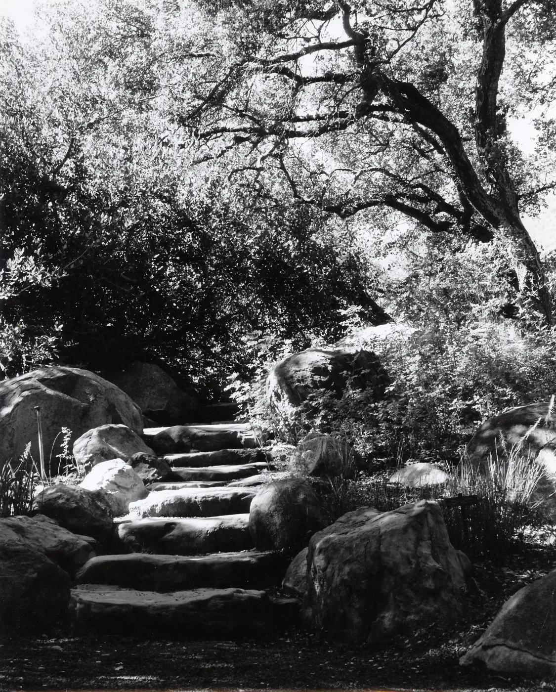 The Mound, under the Meadow Oaks, SBBG