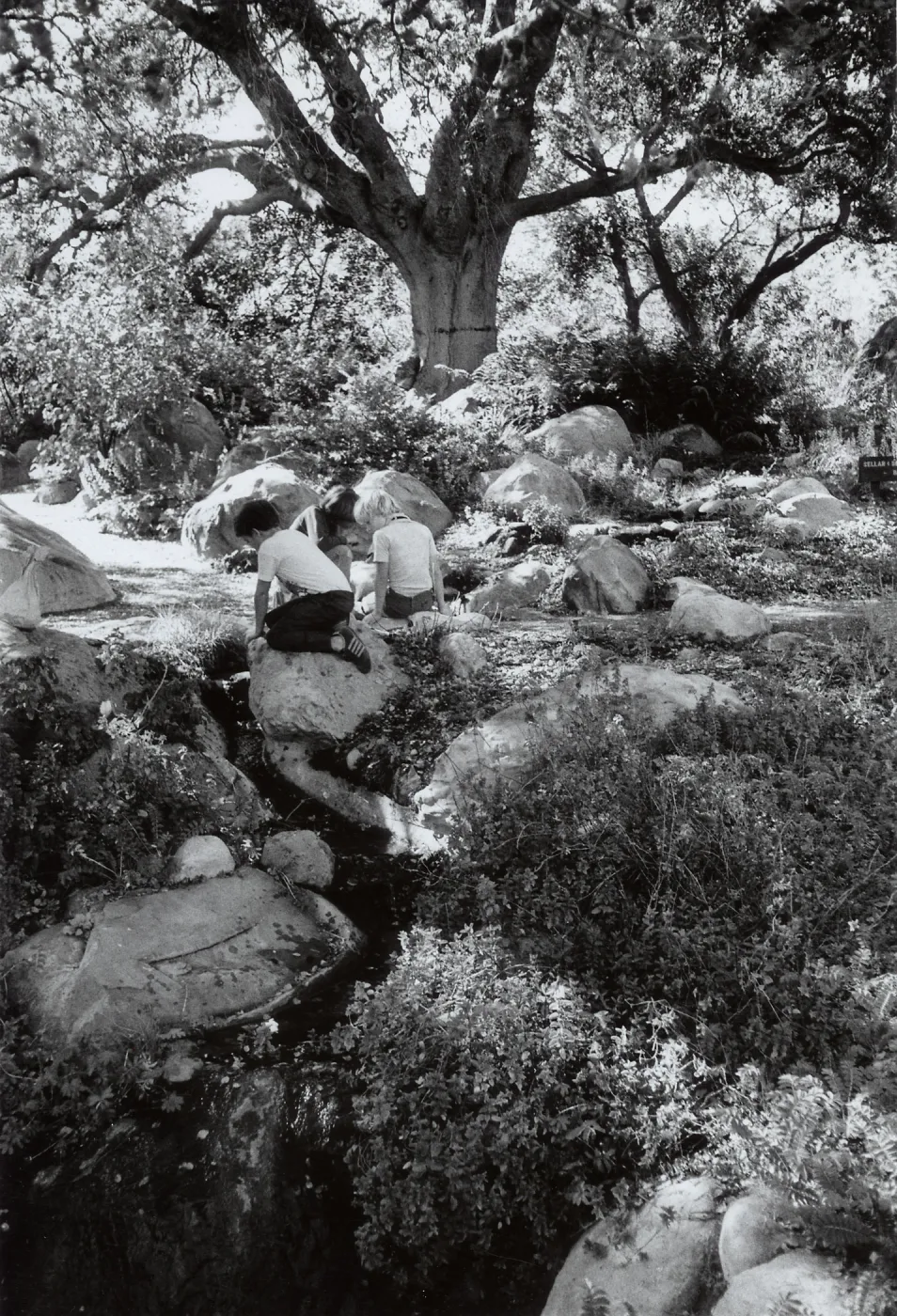 Three small boys watch the brook feeding the Bullard pool