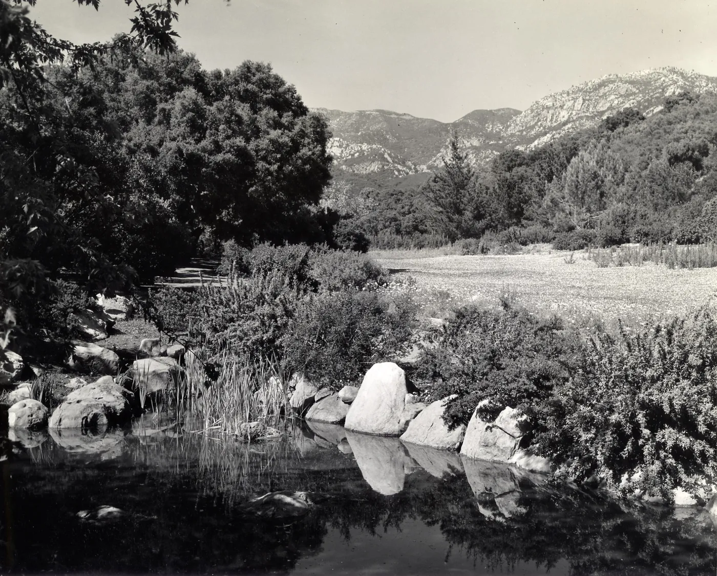 Pond, SBBG