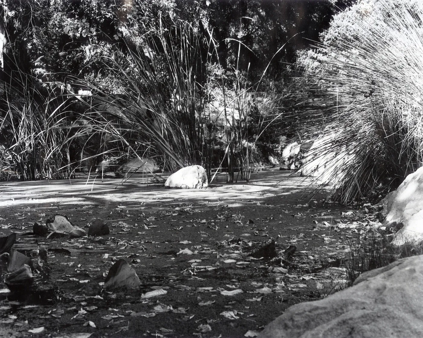 Botanic Garden Pond