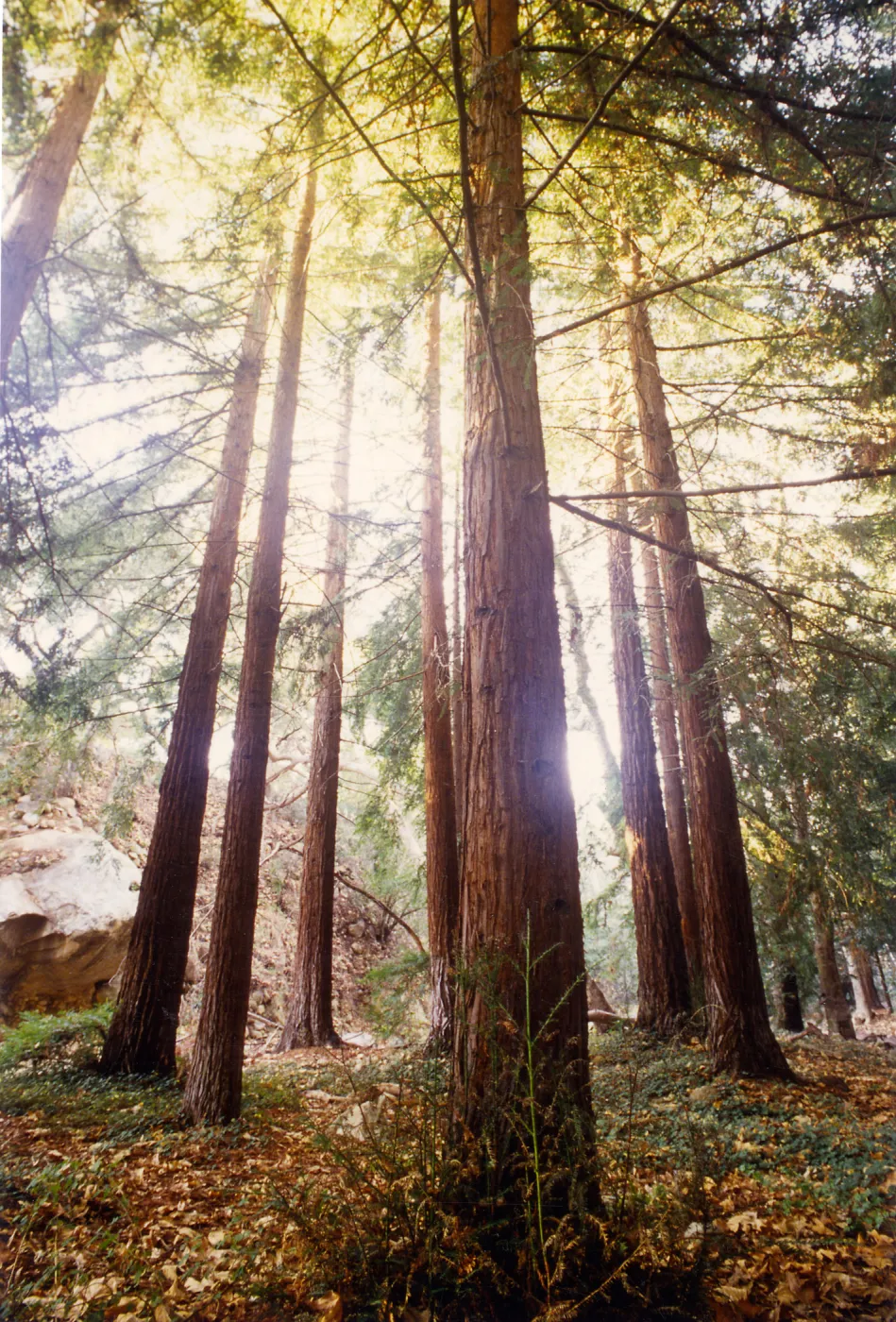 Duplicate of SBBG_SL_07001 (original); Sunlight through the coast redwood trees at SBBG, Redwood Section, Sequoia sempervirens