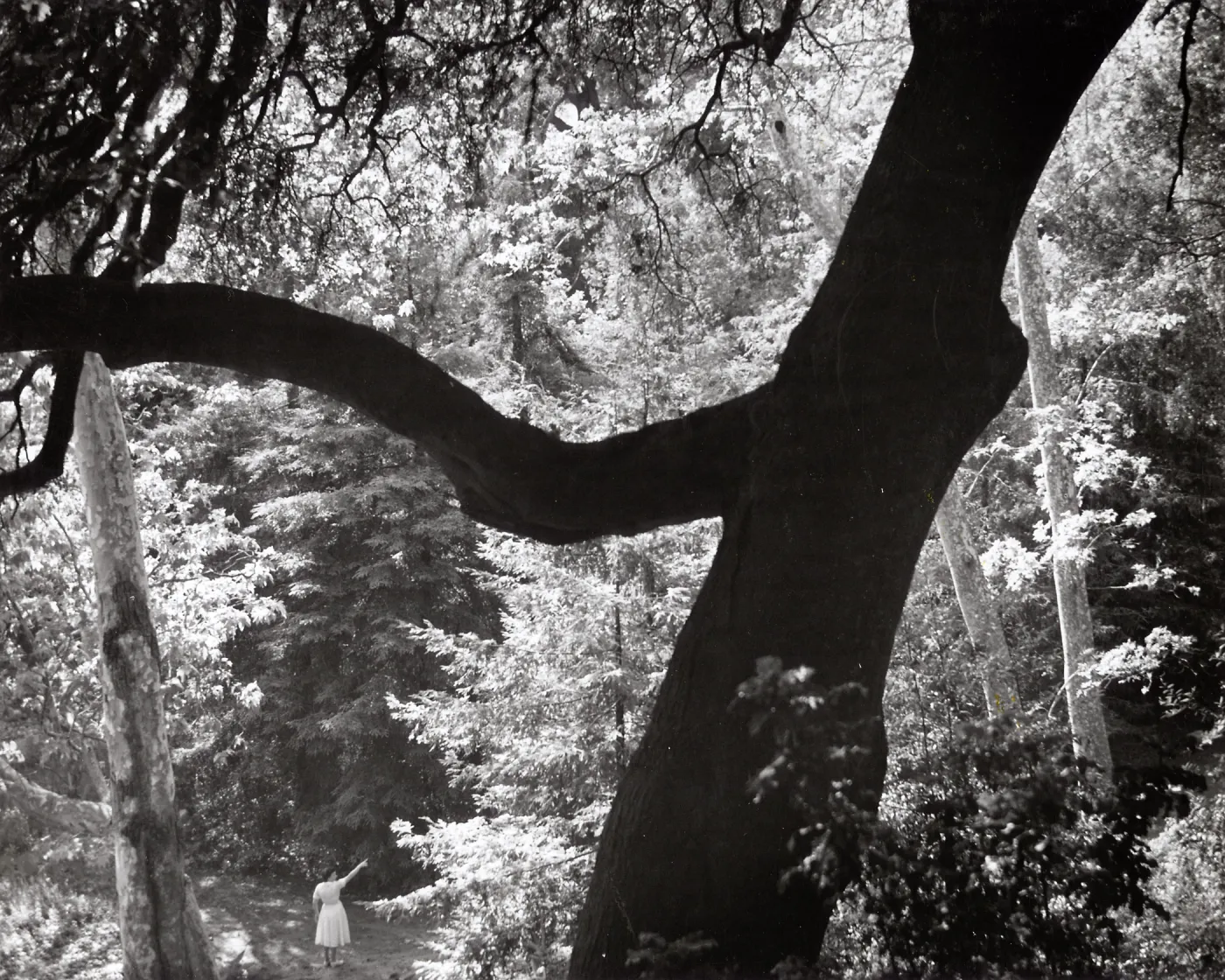 visitor in Redwood Section from above