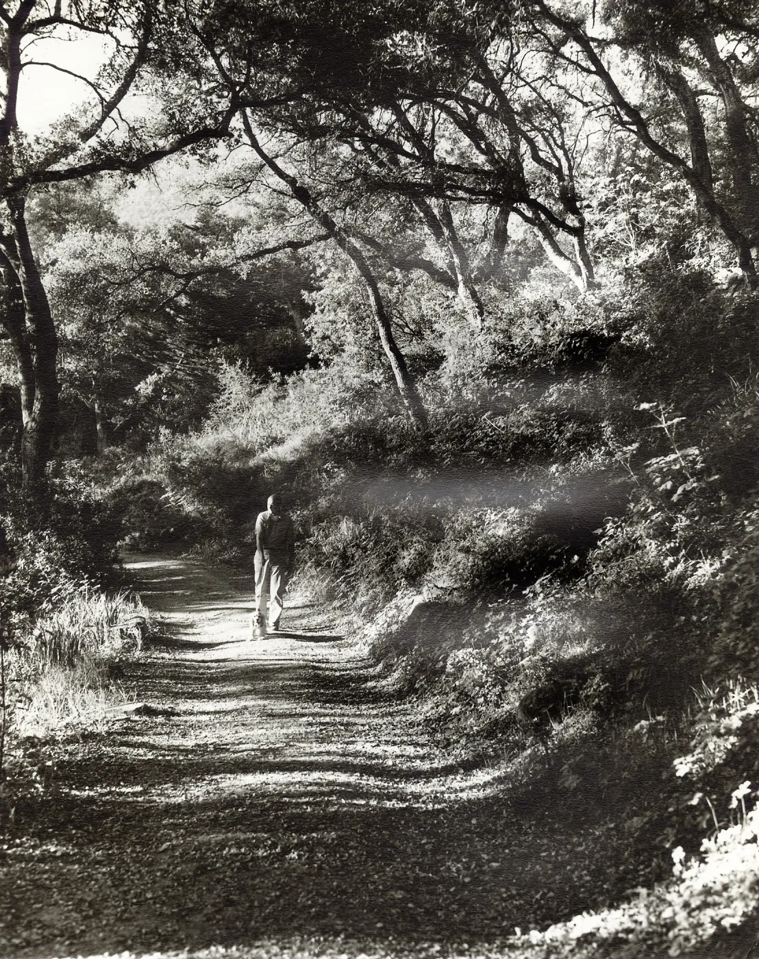 Garden visitor walking his dog