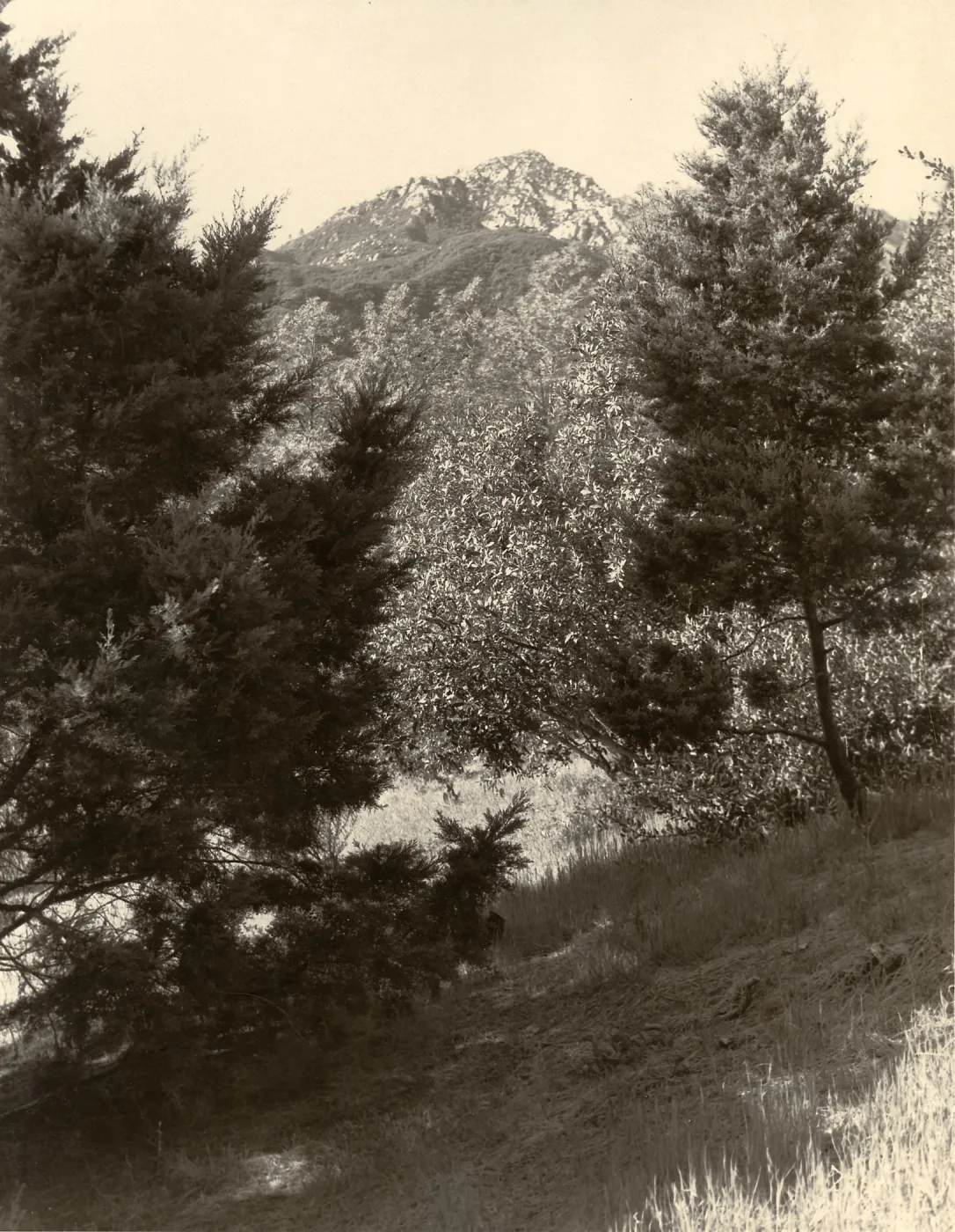 Woodland Trail, SBBG