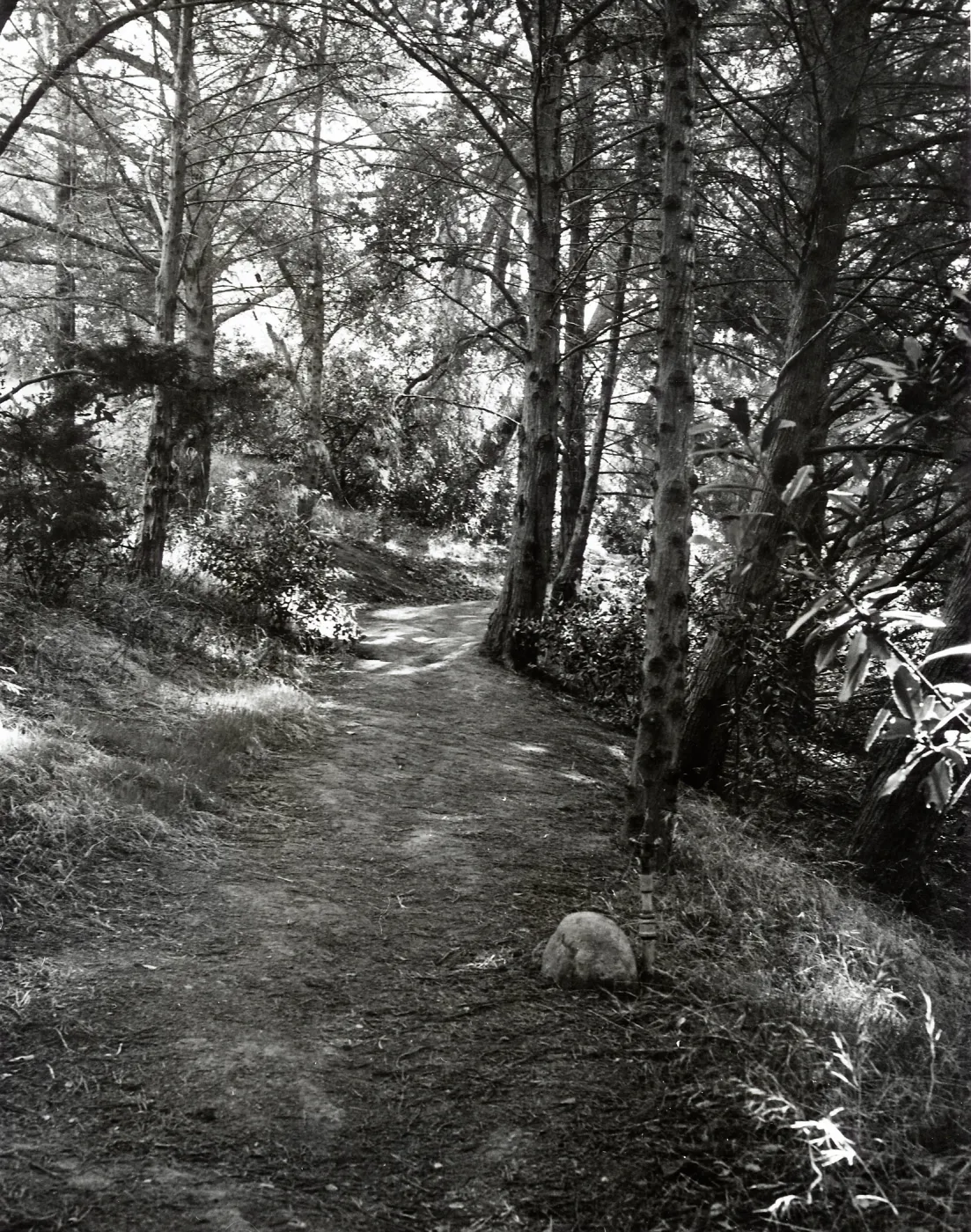 Woodland Trail, SBBG