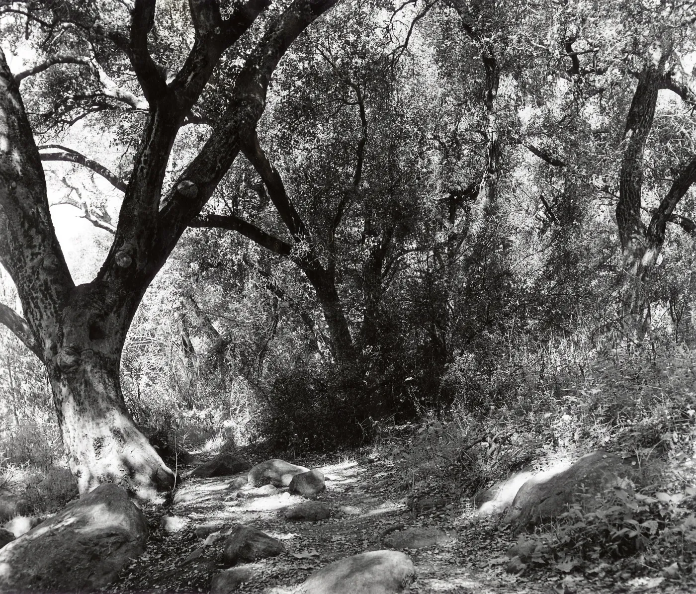 Woodland Trail, SBBG