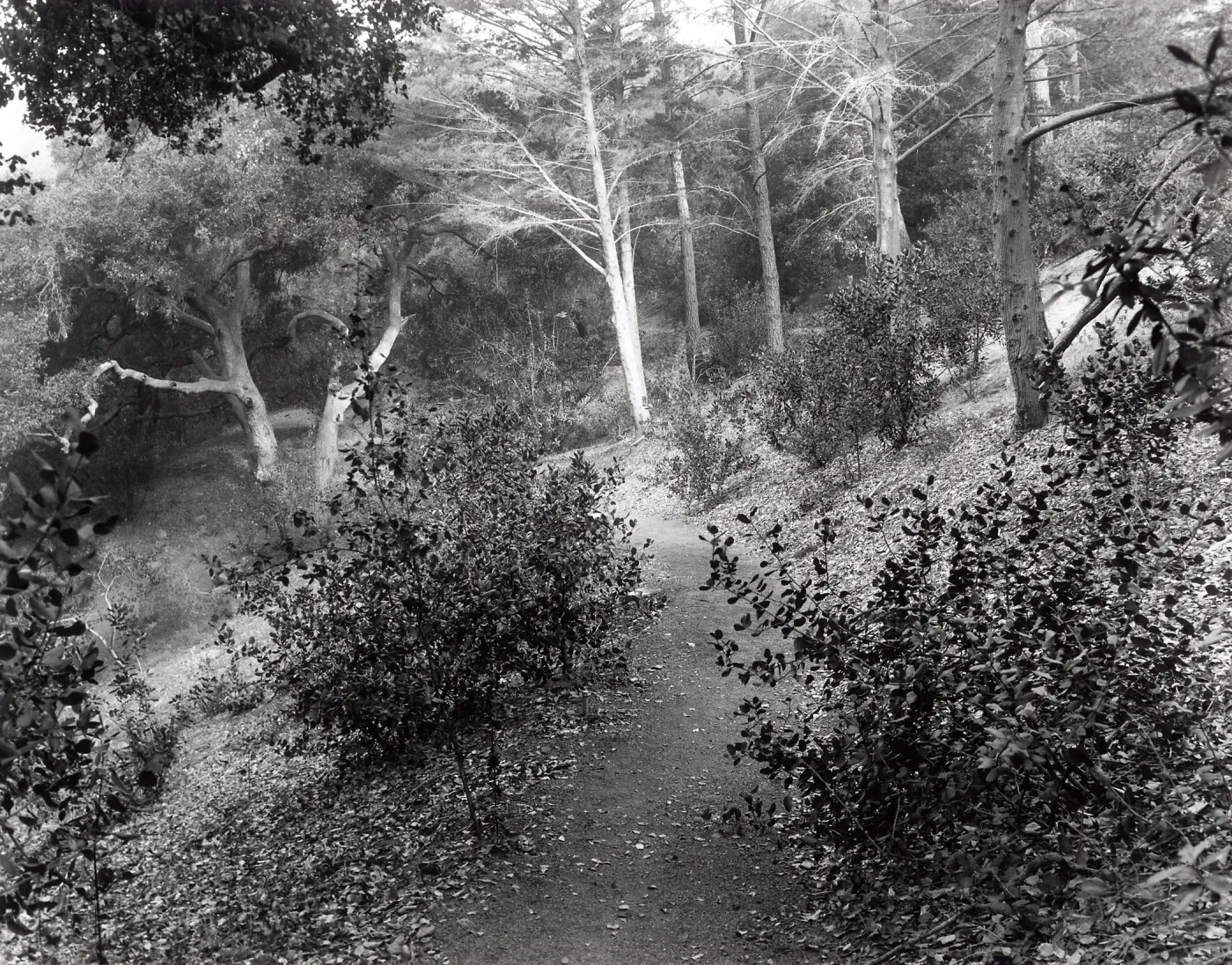 Woodland Trail, SBBG