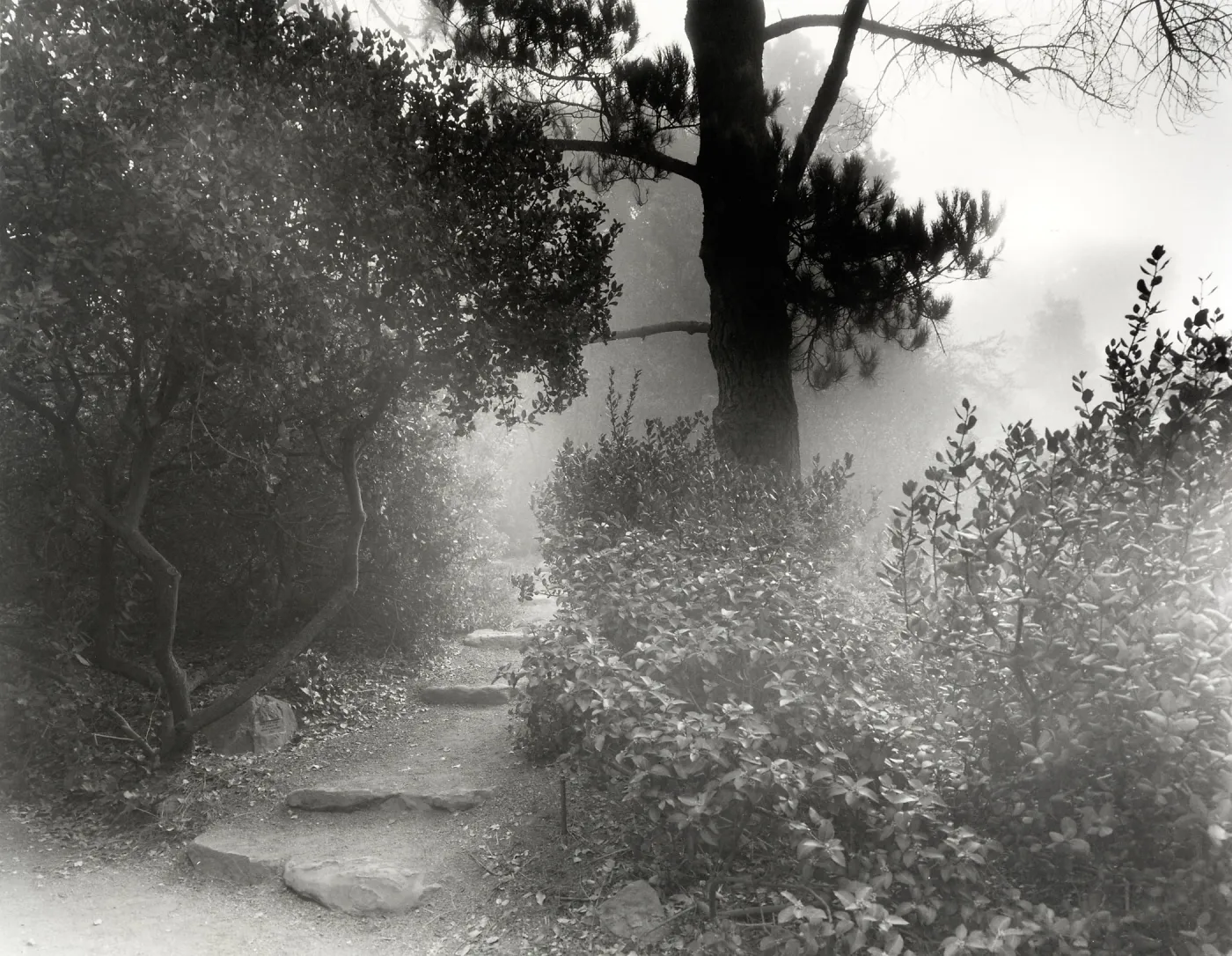 Woodland Trail, SBBG