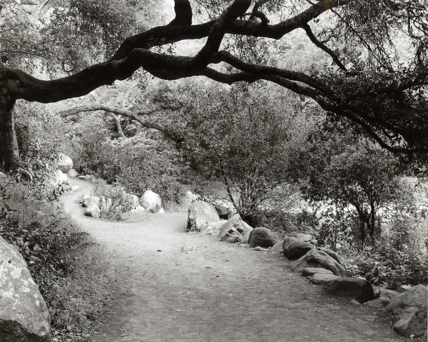 Woodland Trail, SBBG