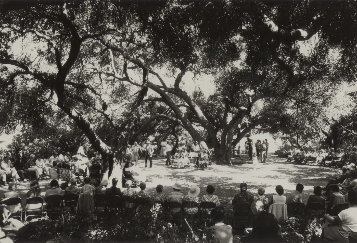 Concert at SBBG, Music Academy of the West, under the oaks (Coastal Live Oak)