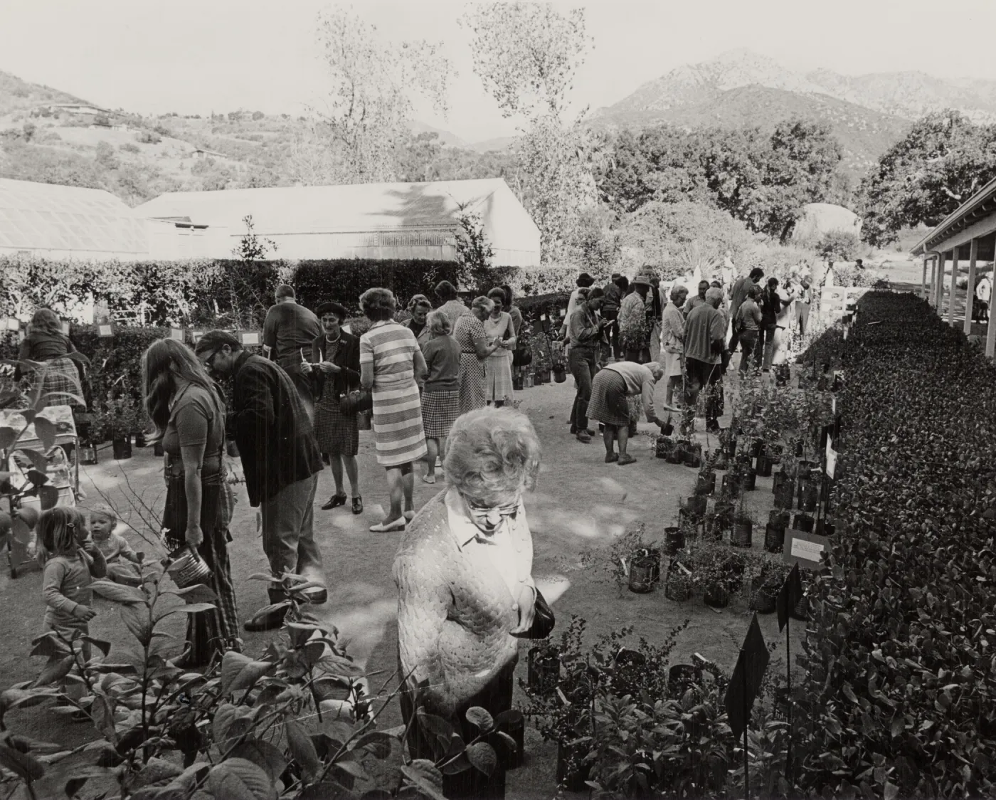 Plant Sale, 1972
