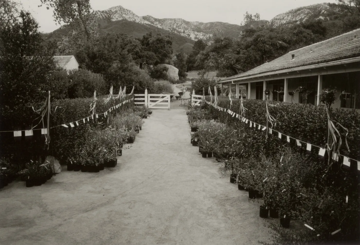 SBBG Courtyard set up for annual plant sale of native California plants 1982