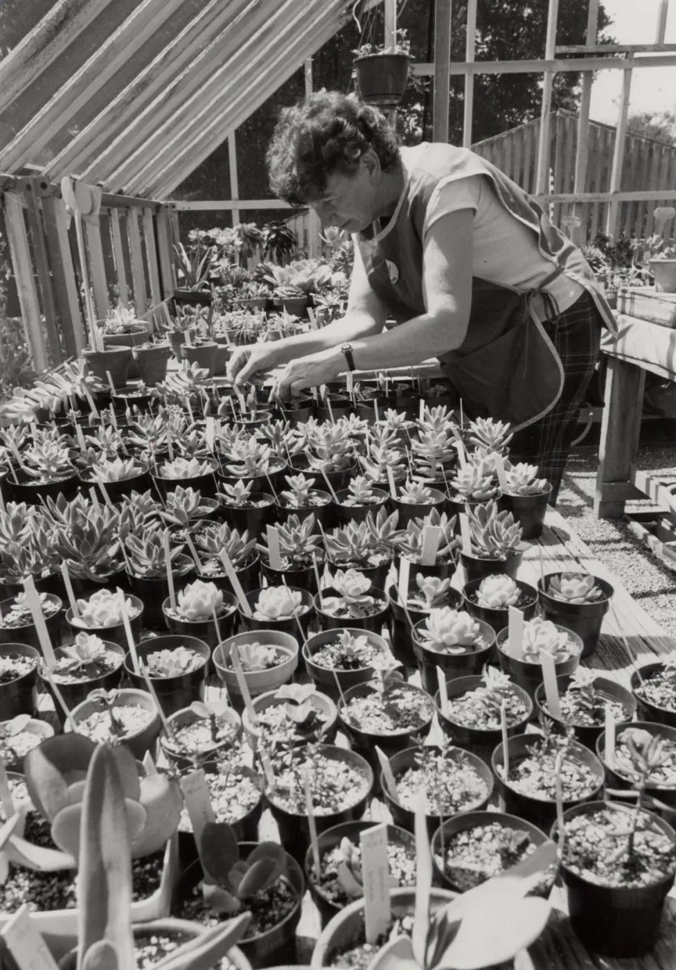 Volunteer Garden Grower Jean Palmer-Carpenter prepares plants for the SBBG October 1986 Plant Sale