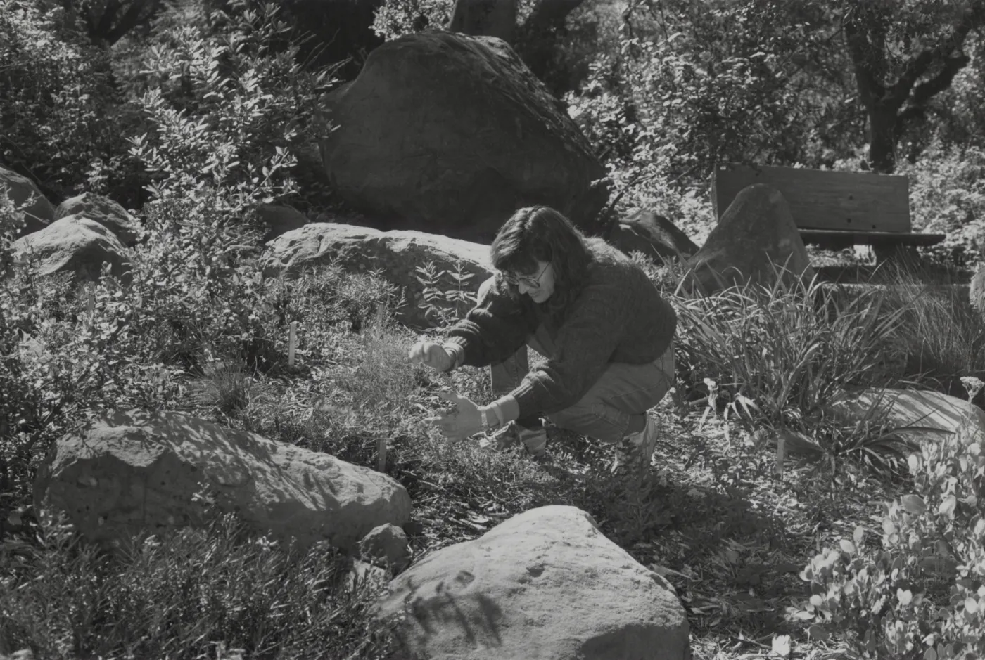 Carol Bornstein, Plant Propagator