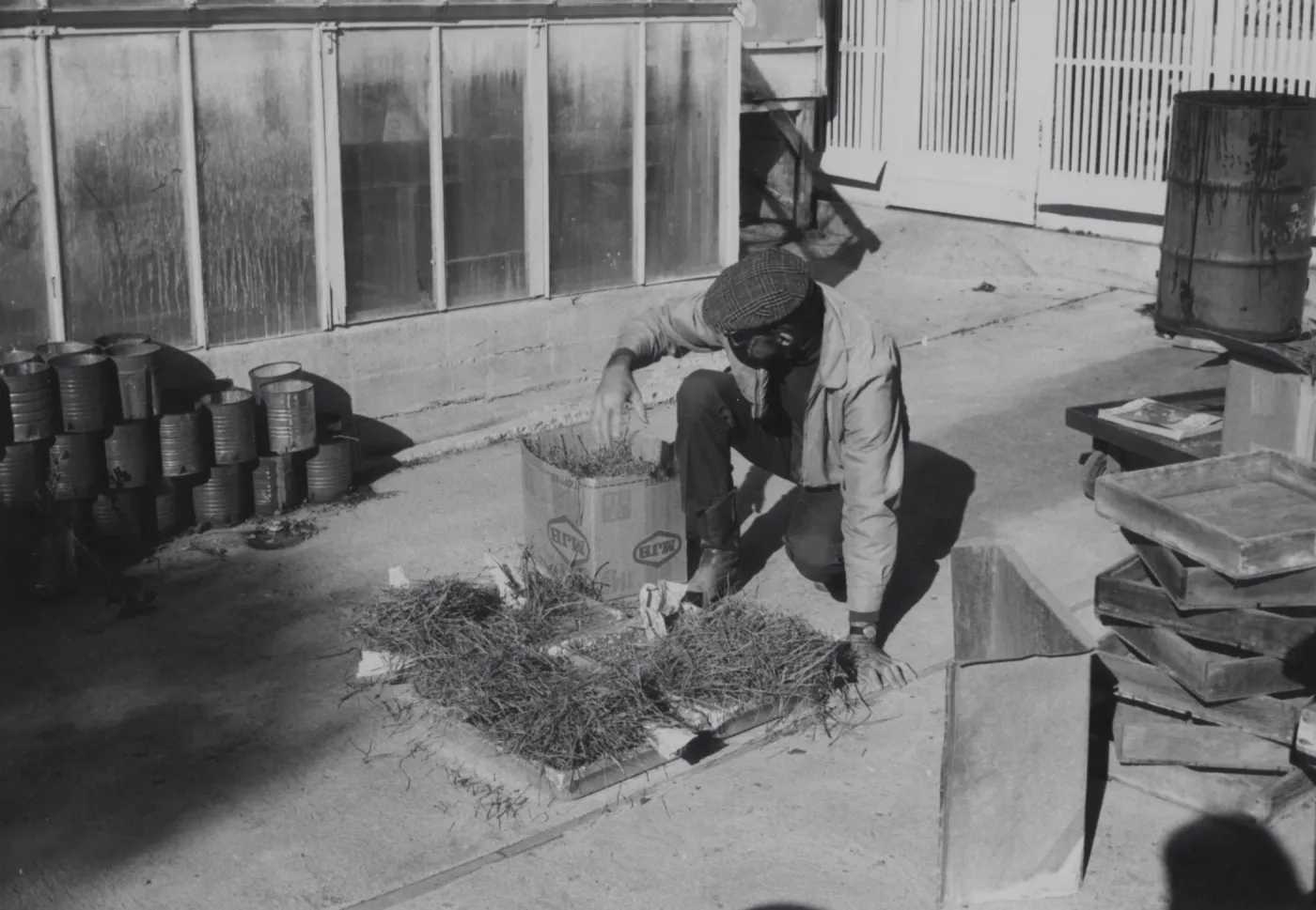 Dara Emery treating Manzanita seeds to germinate by heat