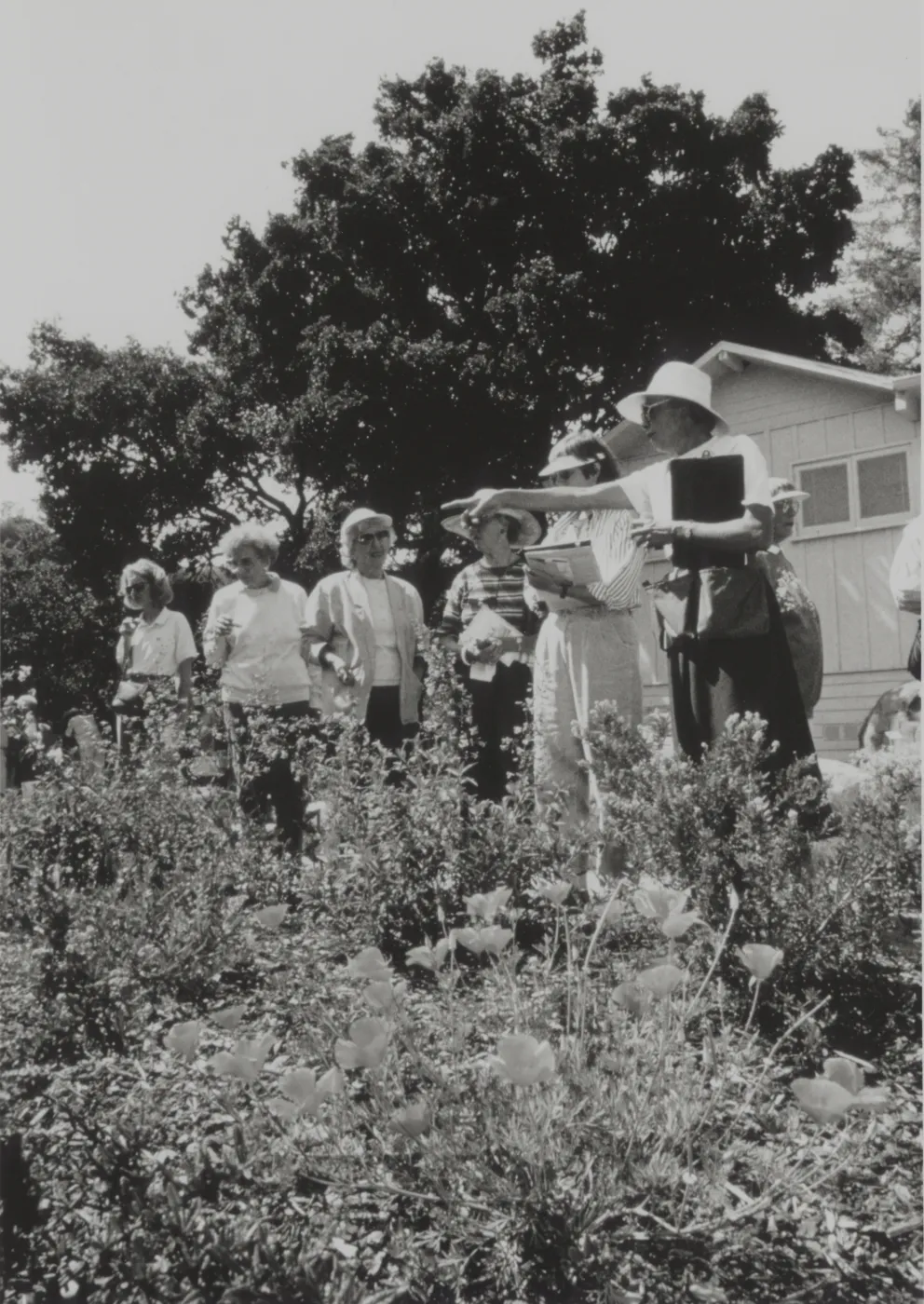 Docent Tour of Home Demonstration Garden California Poppy