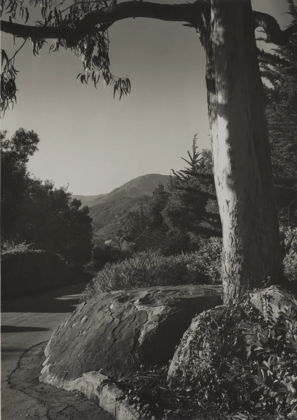 Eucalyptus tree planted on Santa Barbara roadside