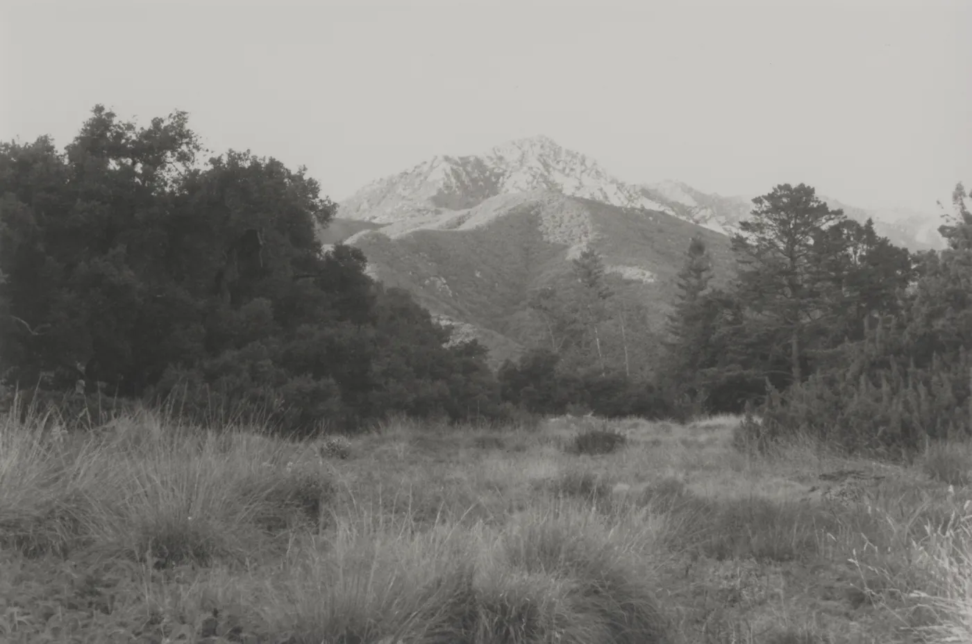 SBBG Meadow and view of Arlington Peak
