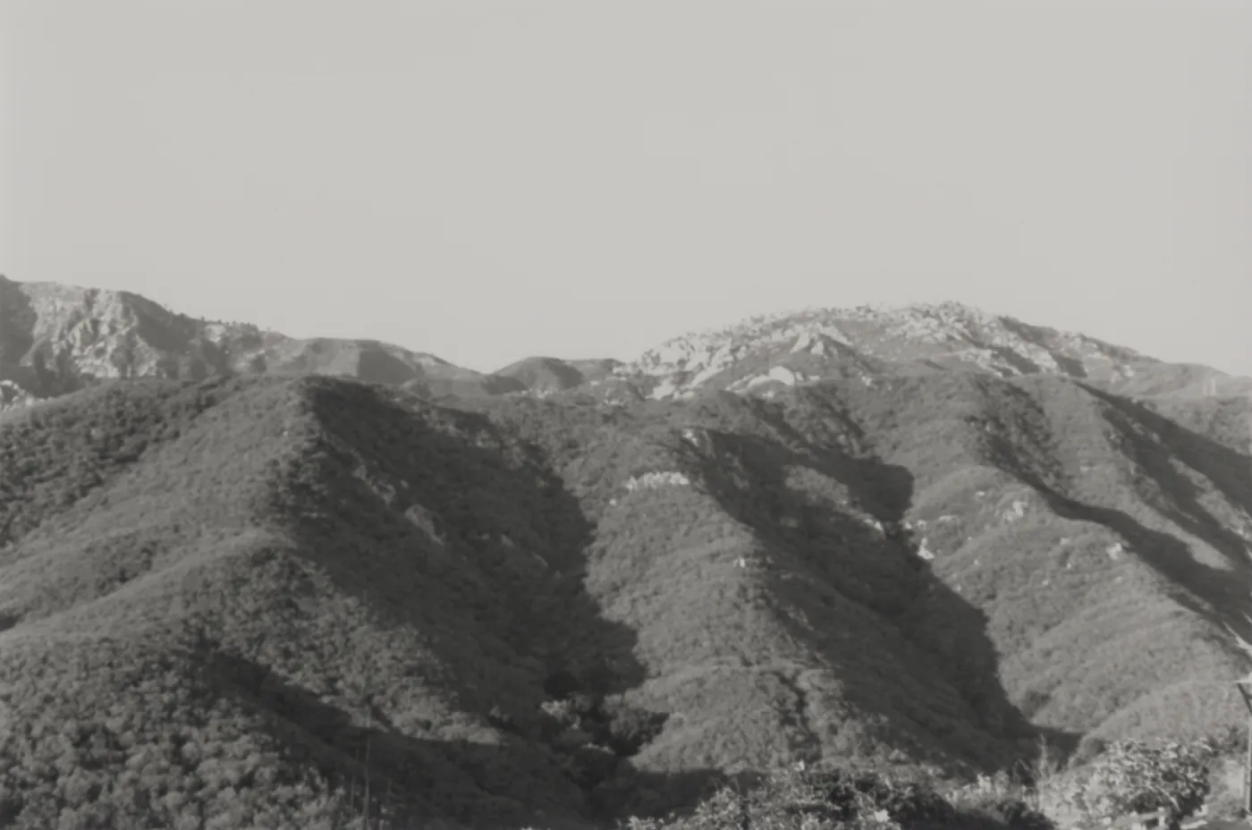 Chaparral above Mission Canyon, Santa Ynez Mountains