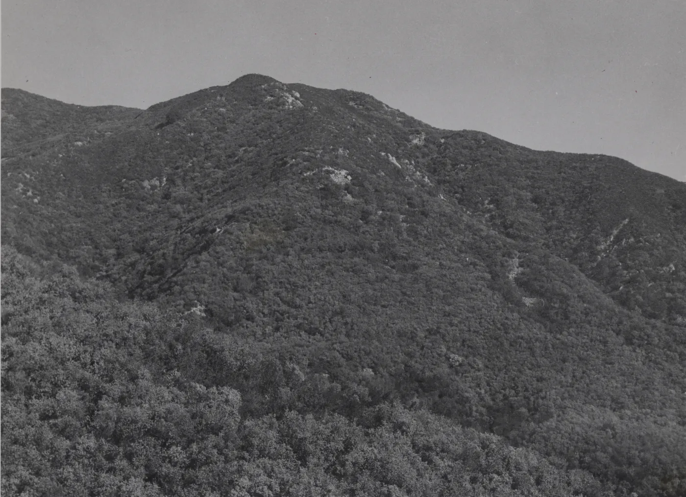 Chaparral covered slopes of Santa Ynez Mountains, dominated by Ceanothus megacarpus. On Cold Springs trail near Gibralter Road.