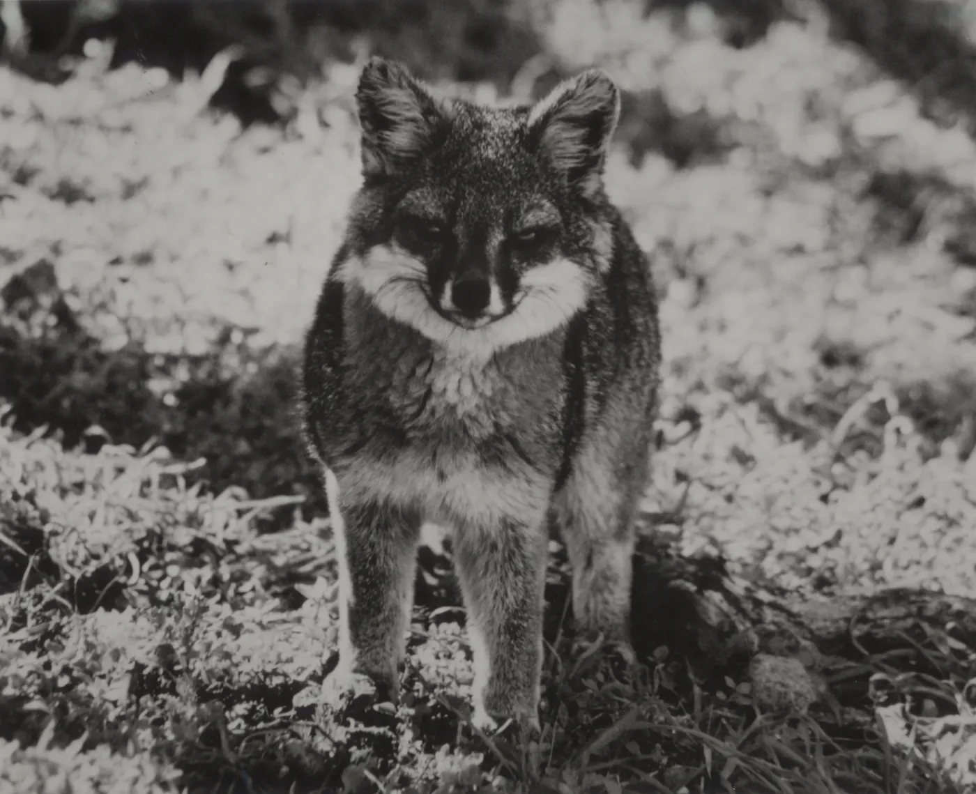 Santa Cruz Island Fox, Channel Island Fox, Urocyon littoralis, © Steve Junak