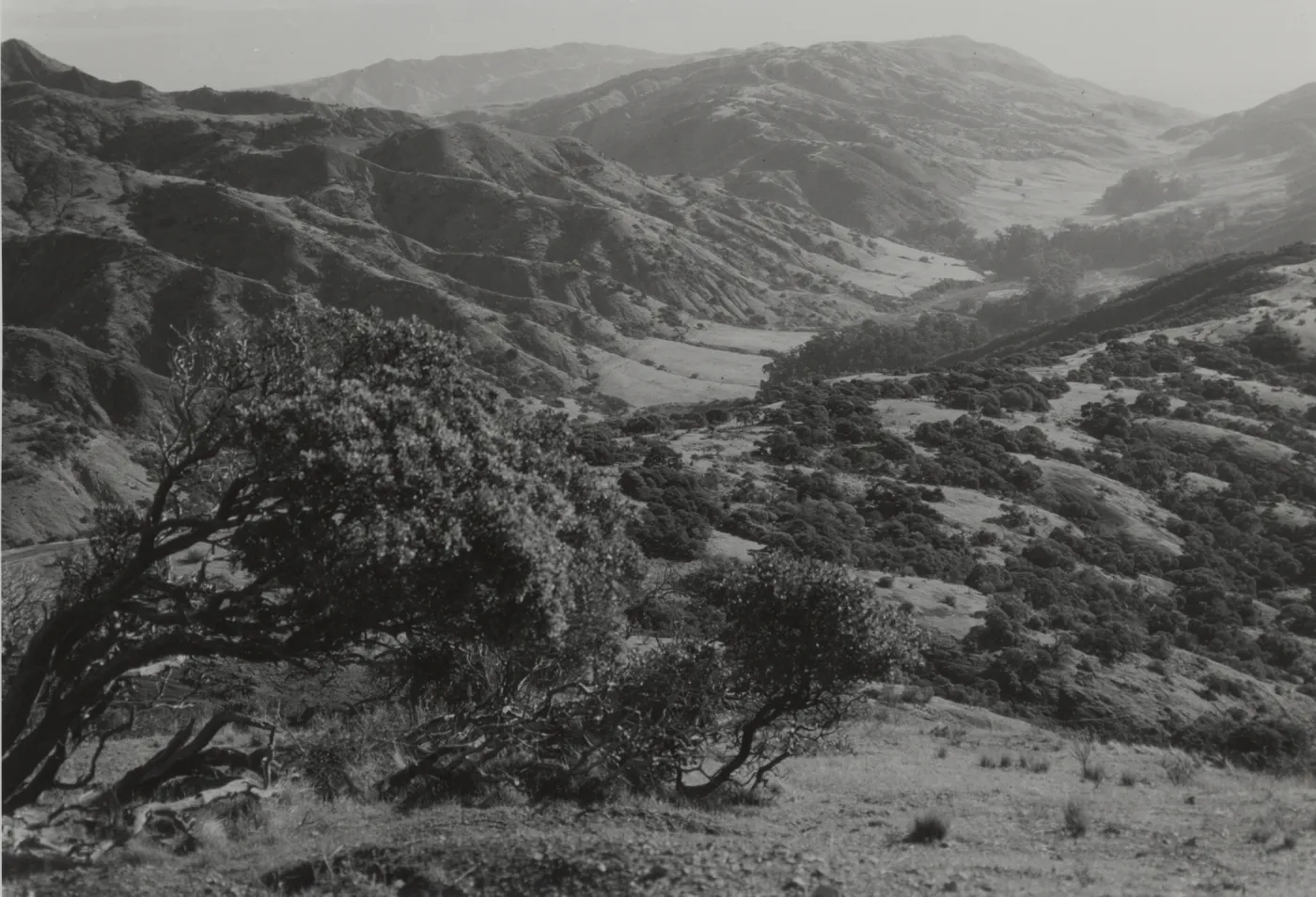 Santa Cruz Island, Central Valley