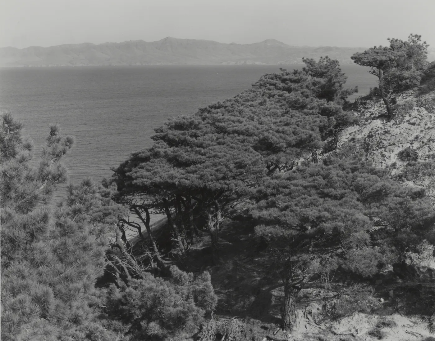 Torrey pines above Beechers Bay on Santa Rosa Island, © William Dewey
