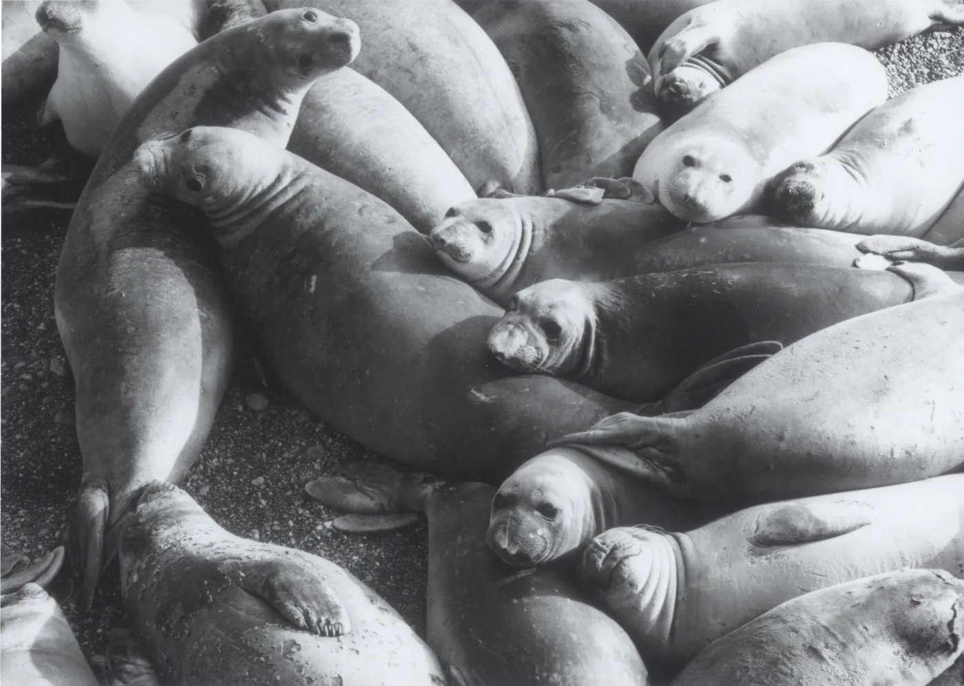 Elephant Seals, East San Benito Island, © Steve Junak