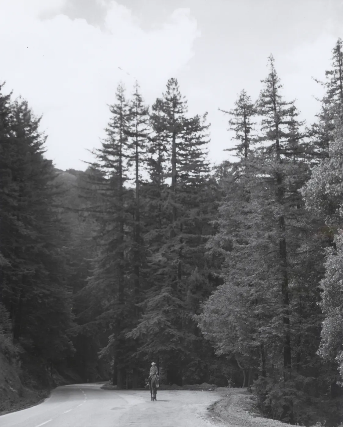 horse and rider in the Sierra Nevada
