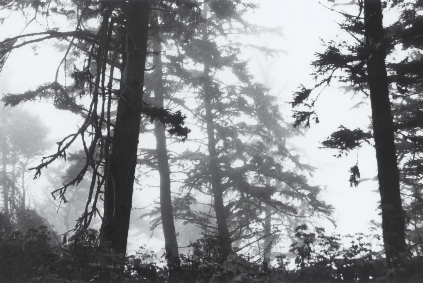 foggy forest of the Mendocino coast, © J.R. Haller