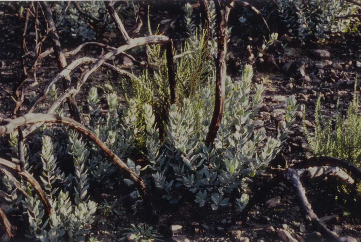 Arctostaphylos (Manzanita) stump sprouting after the Marre Fire