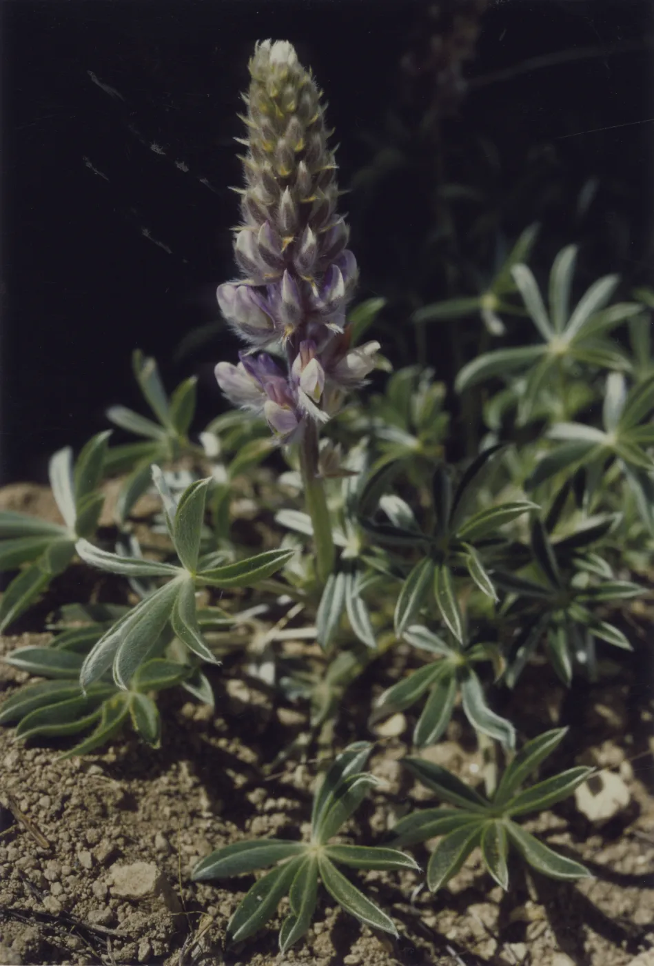 Lupinus lepidus var. confertus © 1997 Stuart Wilson