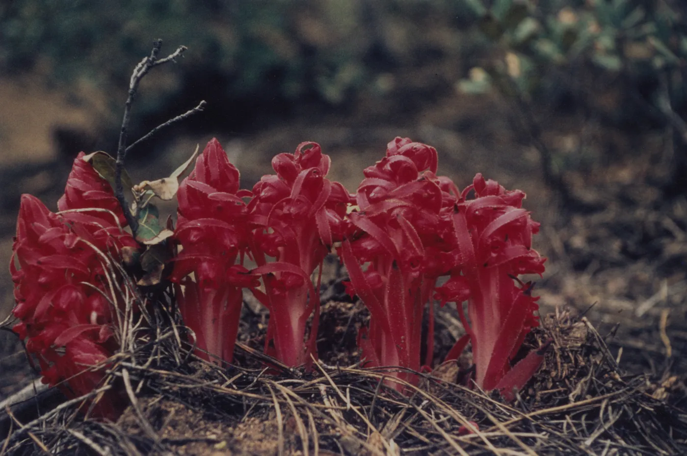 Sarcodes sanguinea © 1997 Stuart Wilson