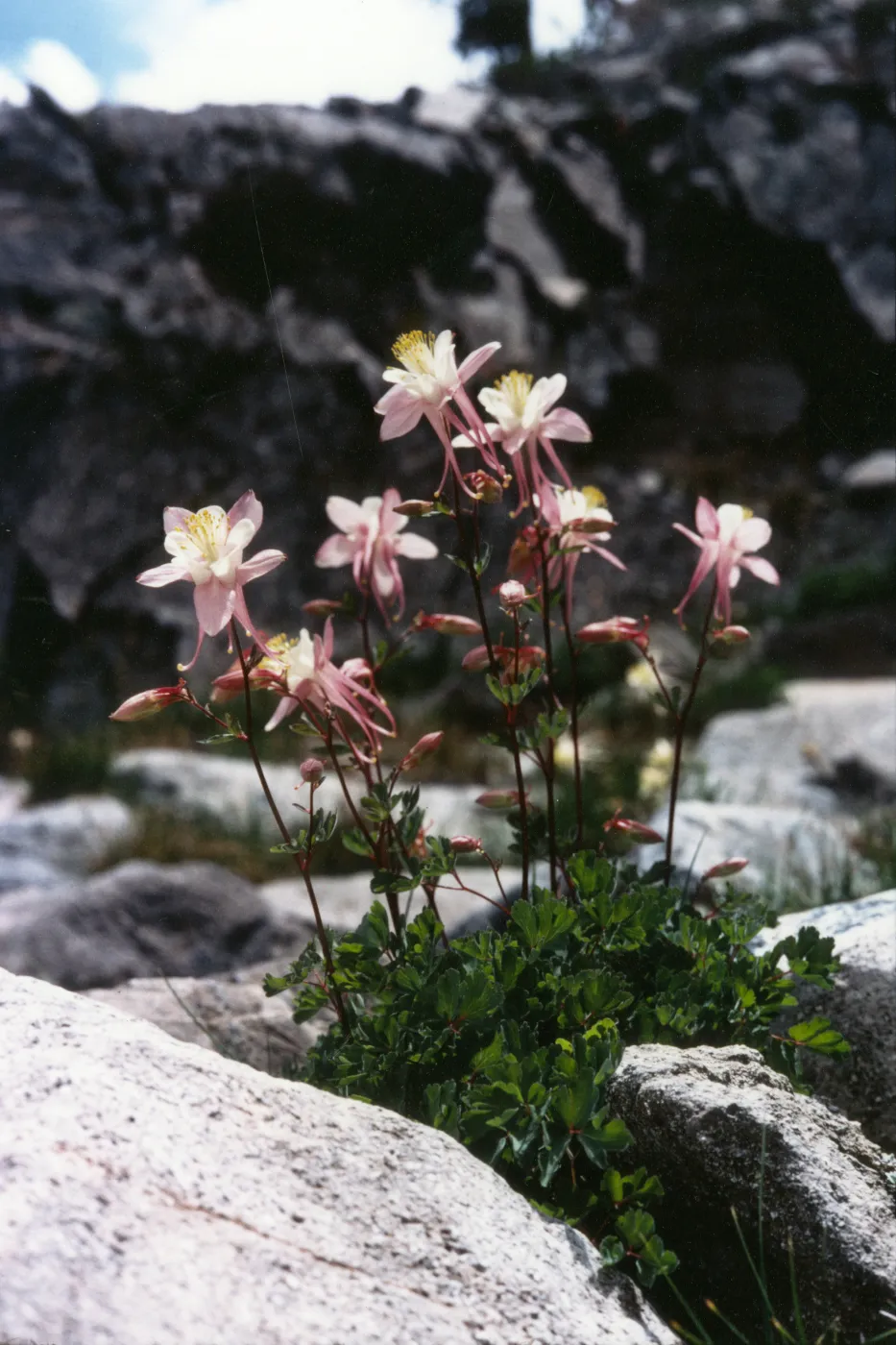 Aquilegia pubescens © 1997 Stuart Wilson