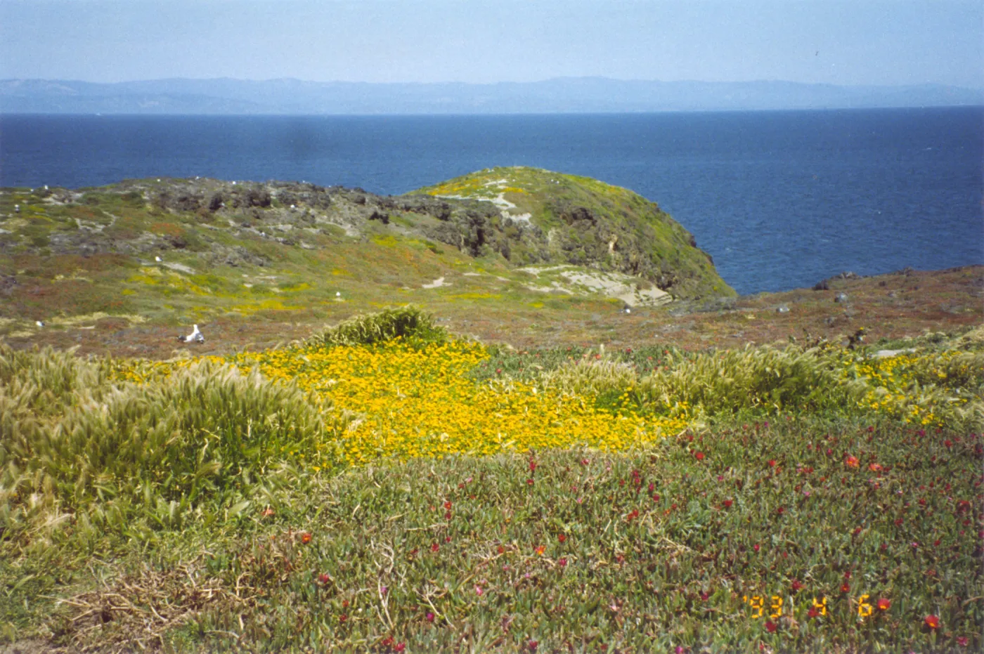 Seagulls nesting on Anacapa Island