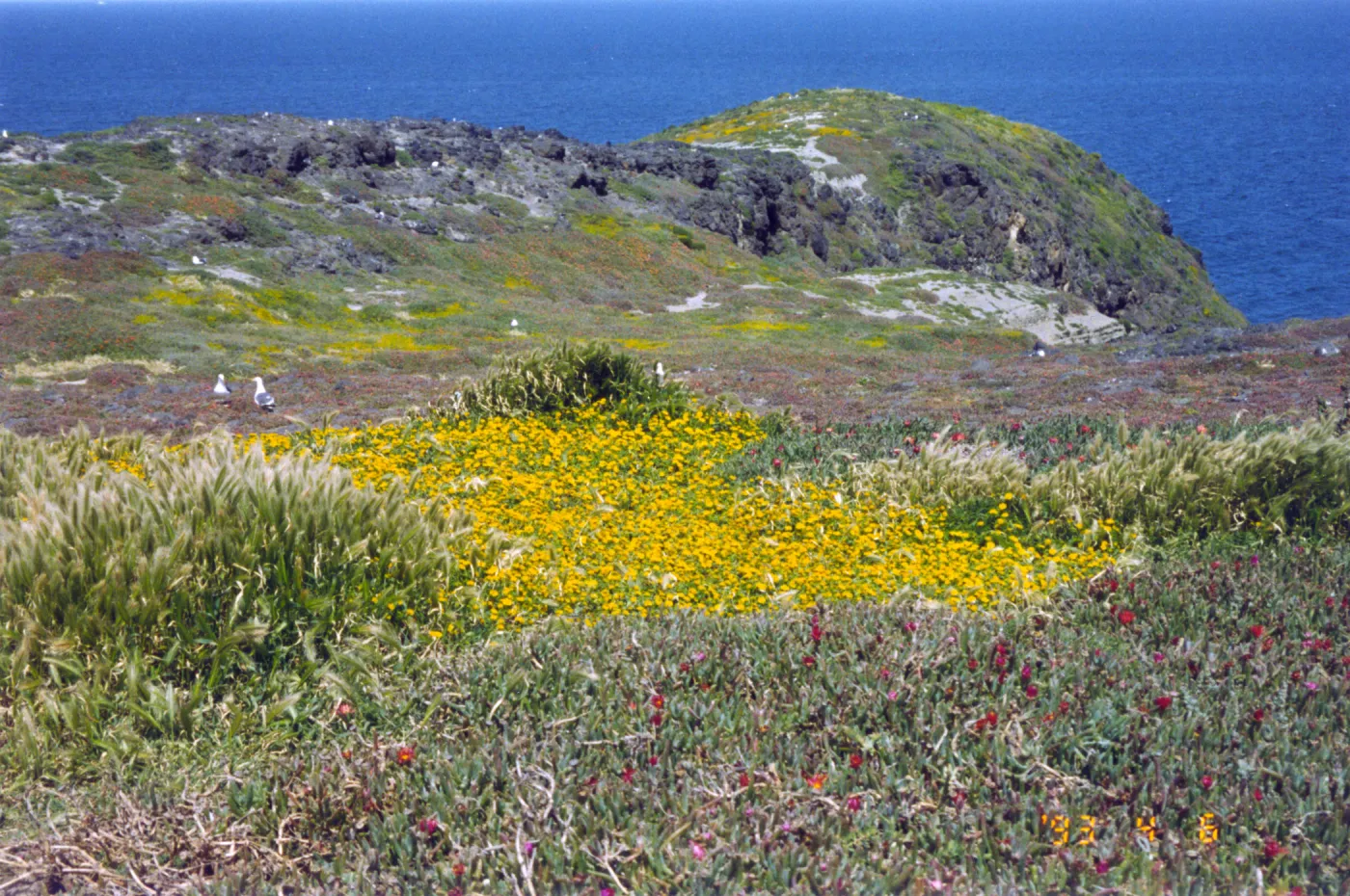 Seagulls on Anacapa Island