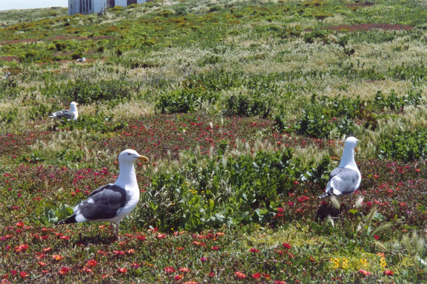 Seagulls on Anacapa Island