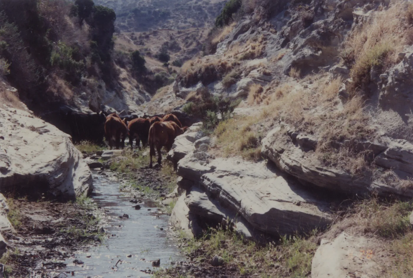 Cattle on Santa Rosa Island