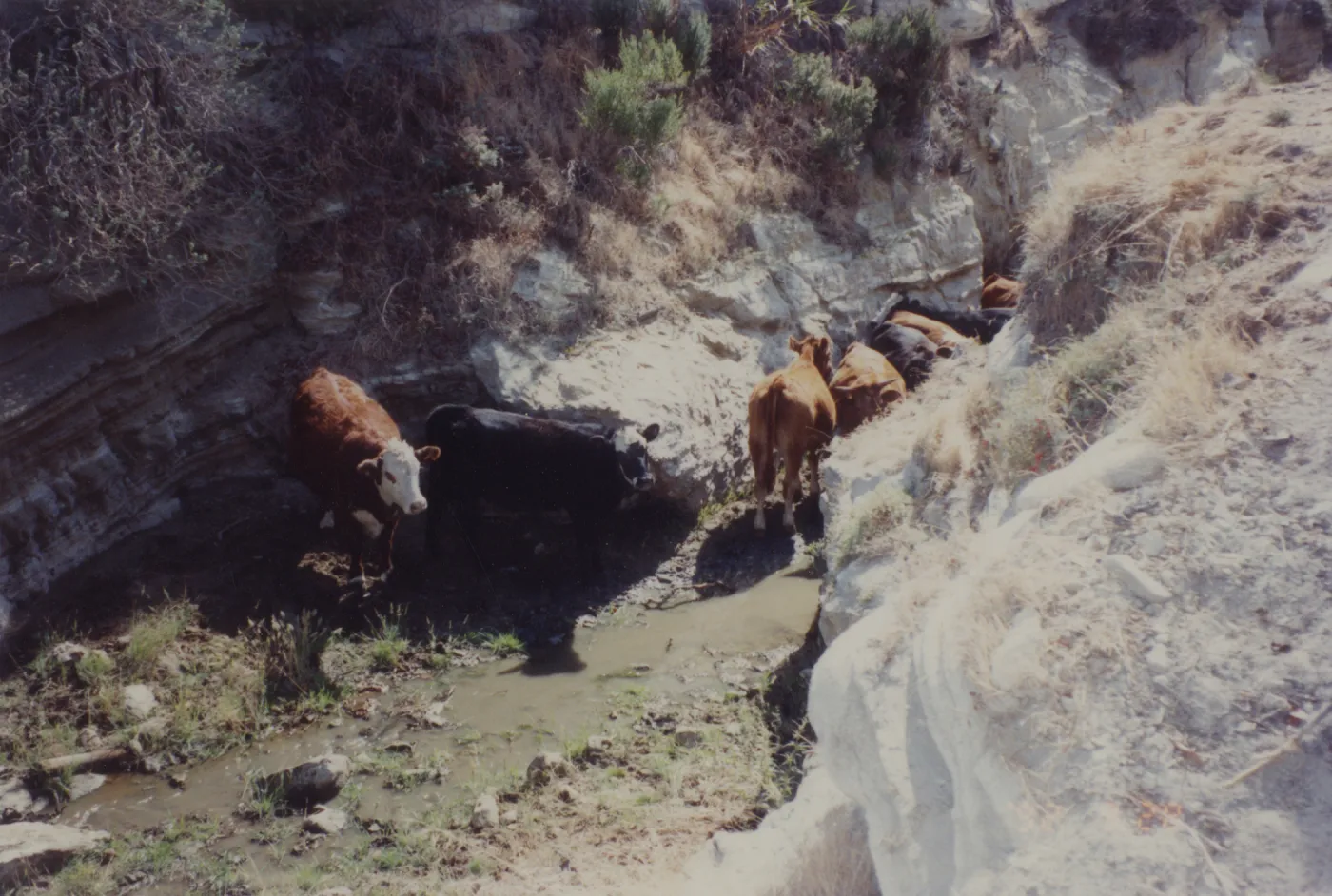 Cattle on Santa Rosa Island