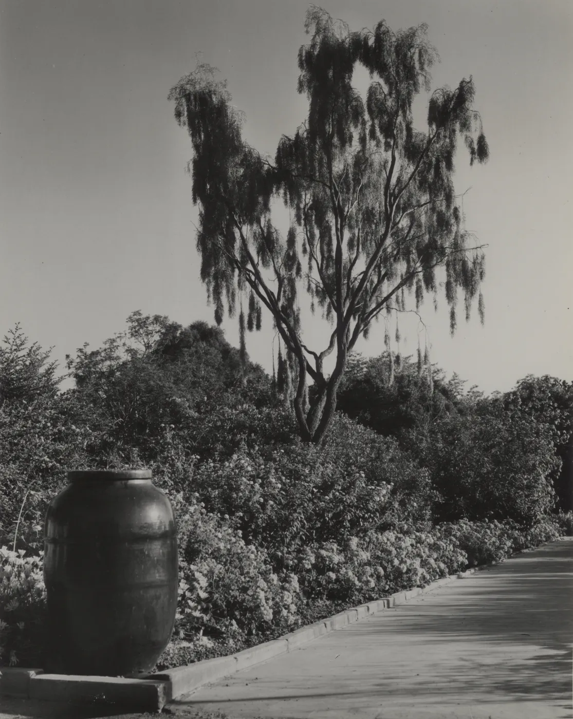 Weeping Acacia (Acacia pendula)