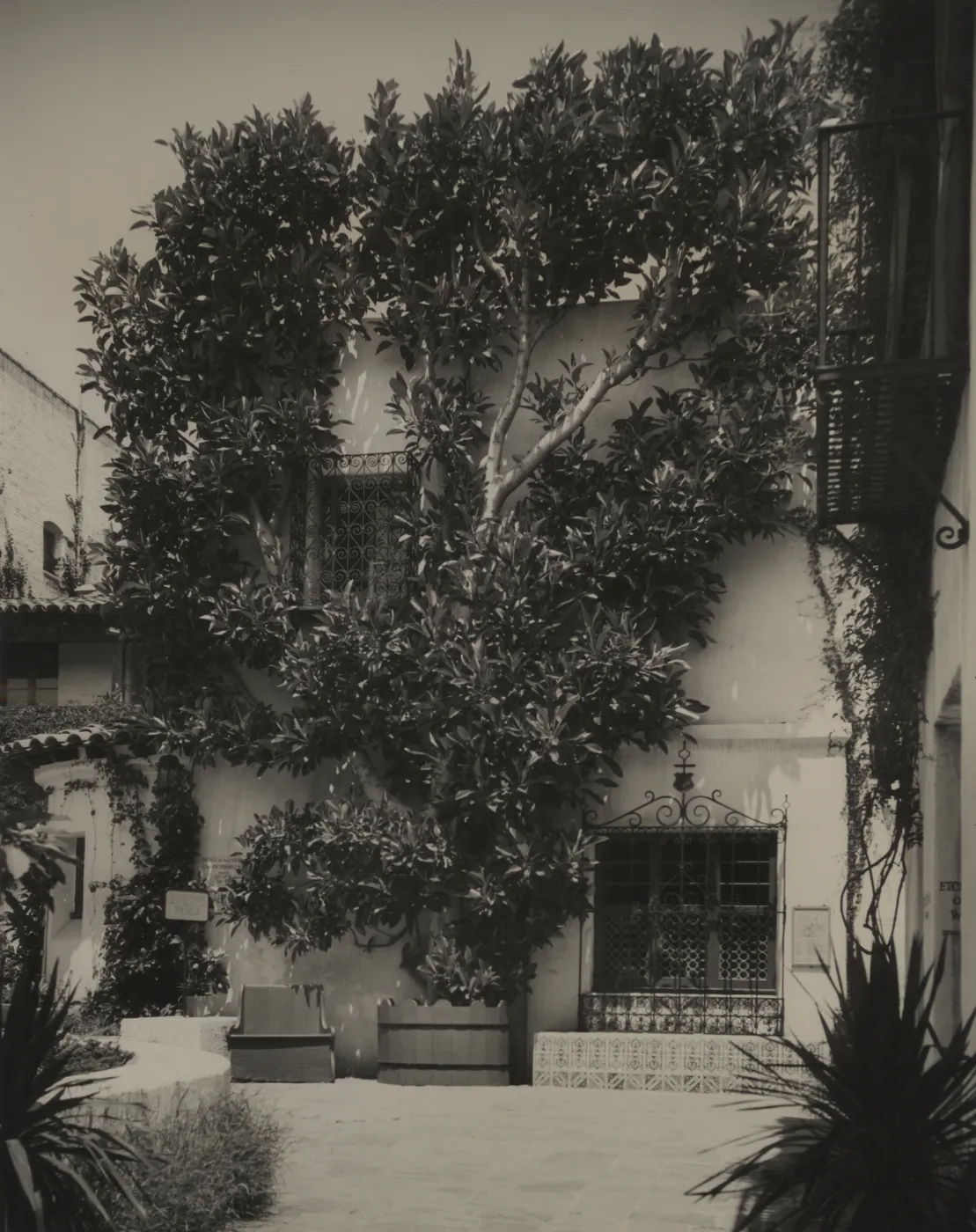 Espaliered morton Bay Fig Tree, © Josef Muench