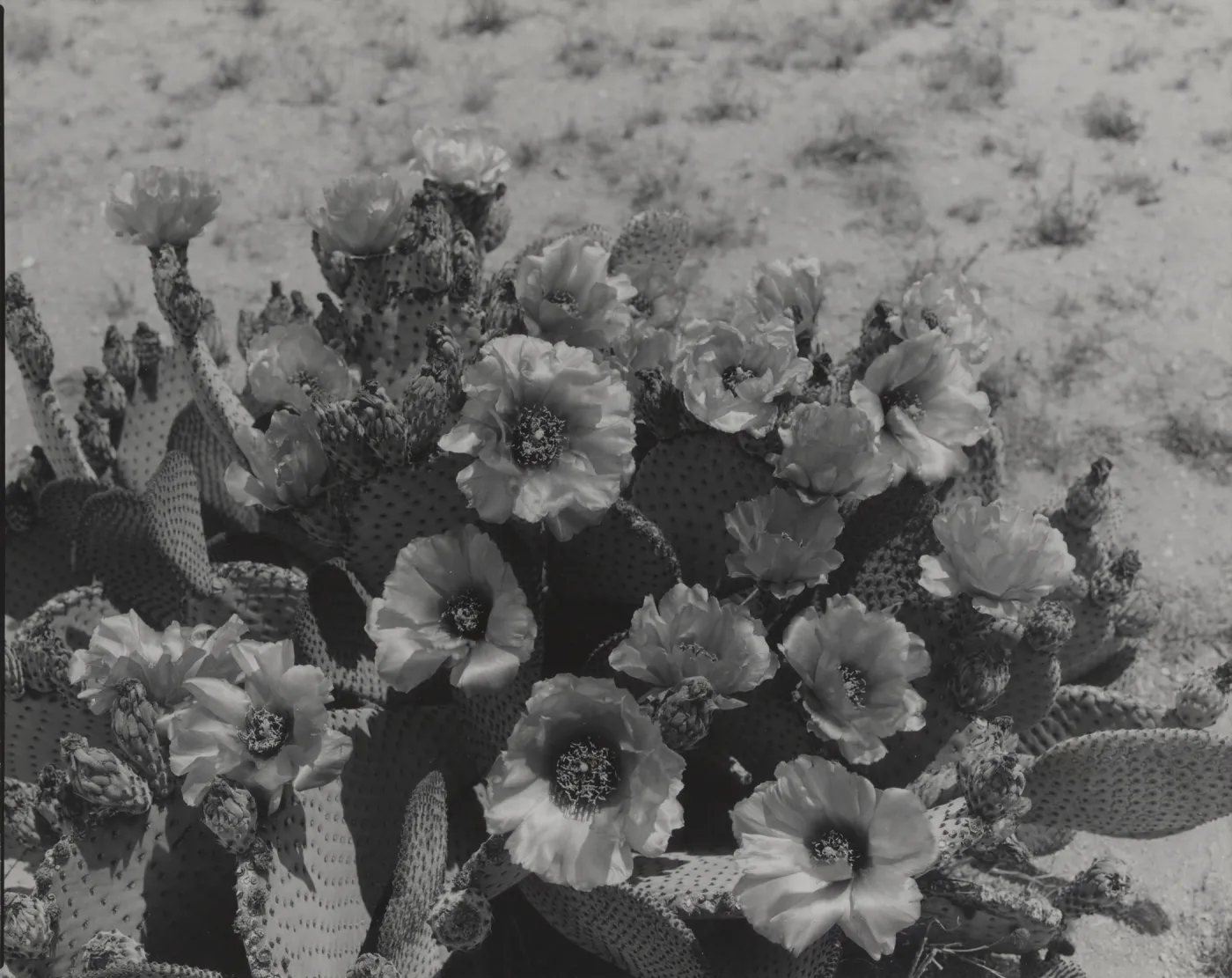 flowering cactus, Opuntia (Prickly-pear), ï¿½ Josef Muench