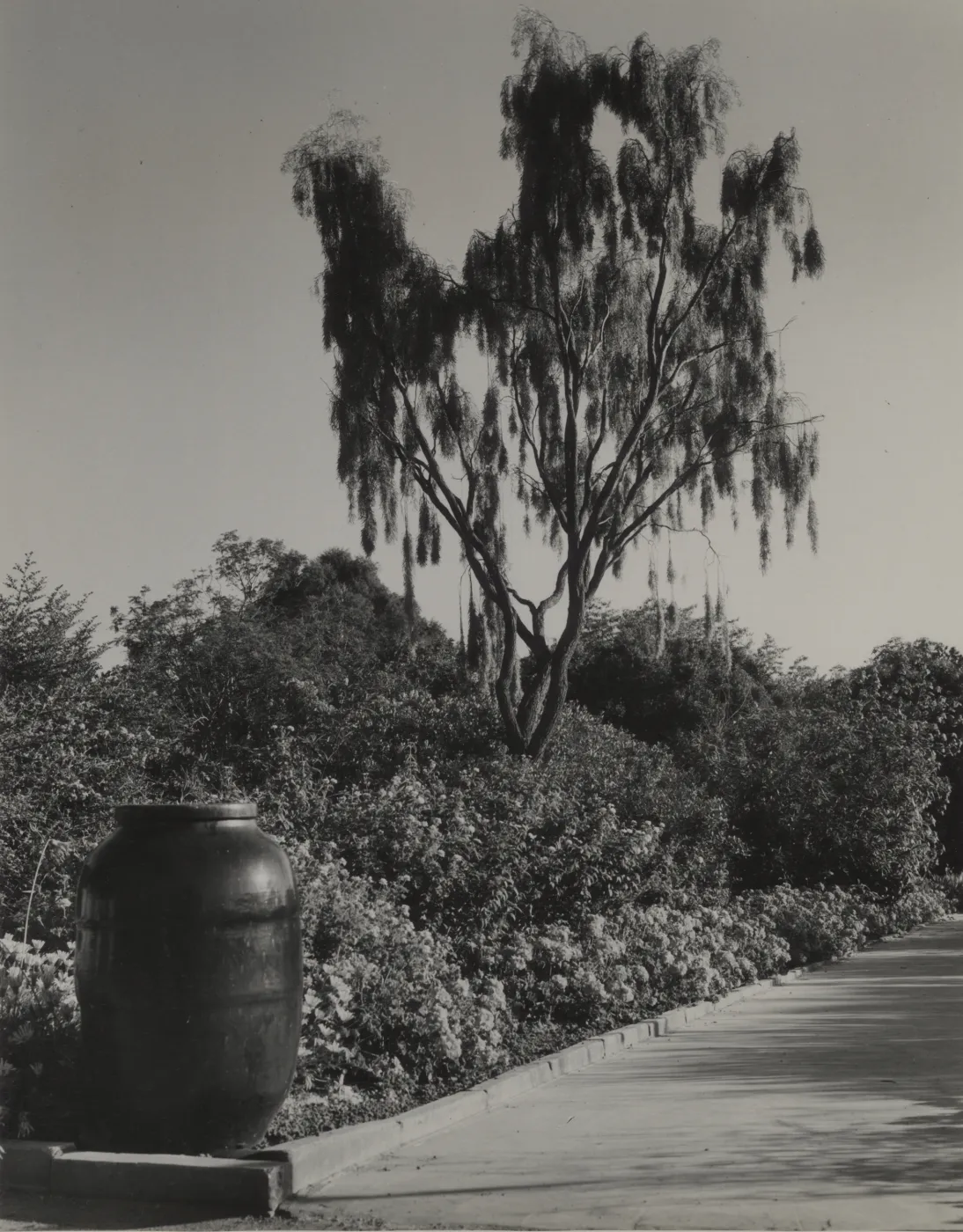 Weeping Acacia (Acacia pendula), © Josef Muench