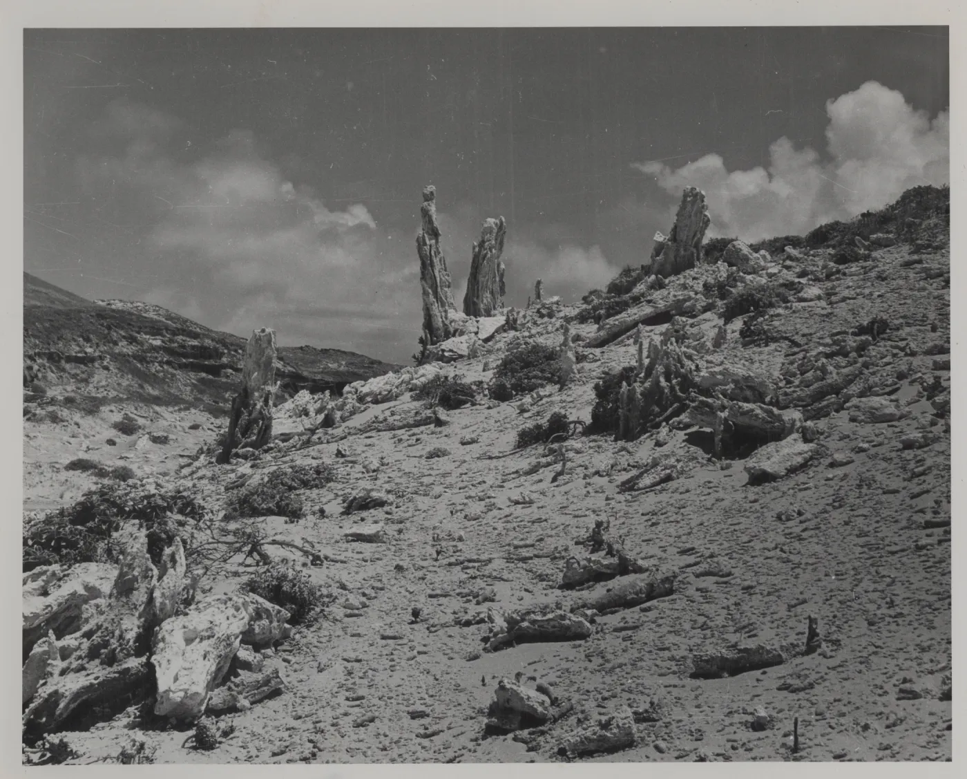 Caliche forest of petrified sand castings, San Miguel Island