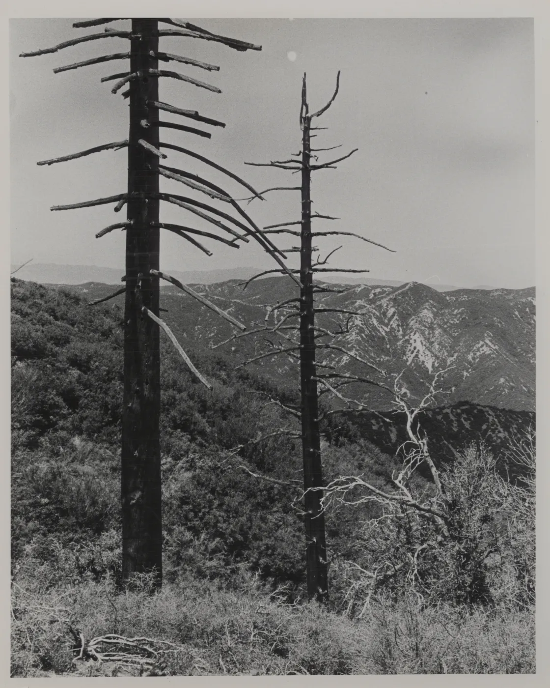 dead sugar pines after Matilija Fire, Monte Arido