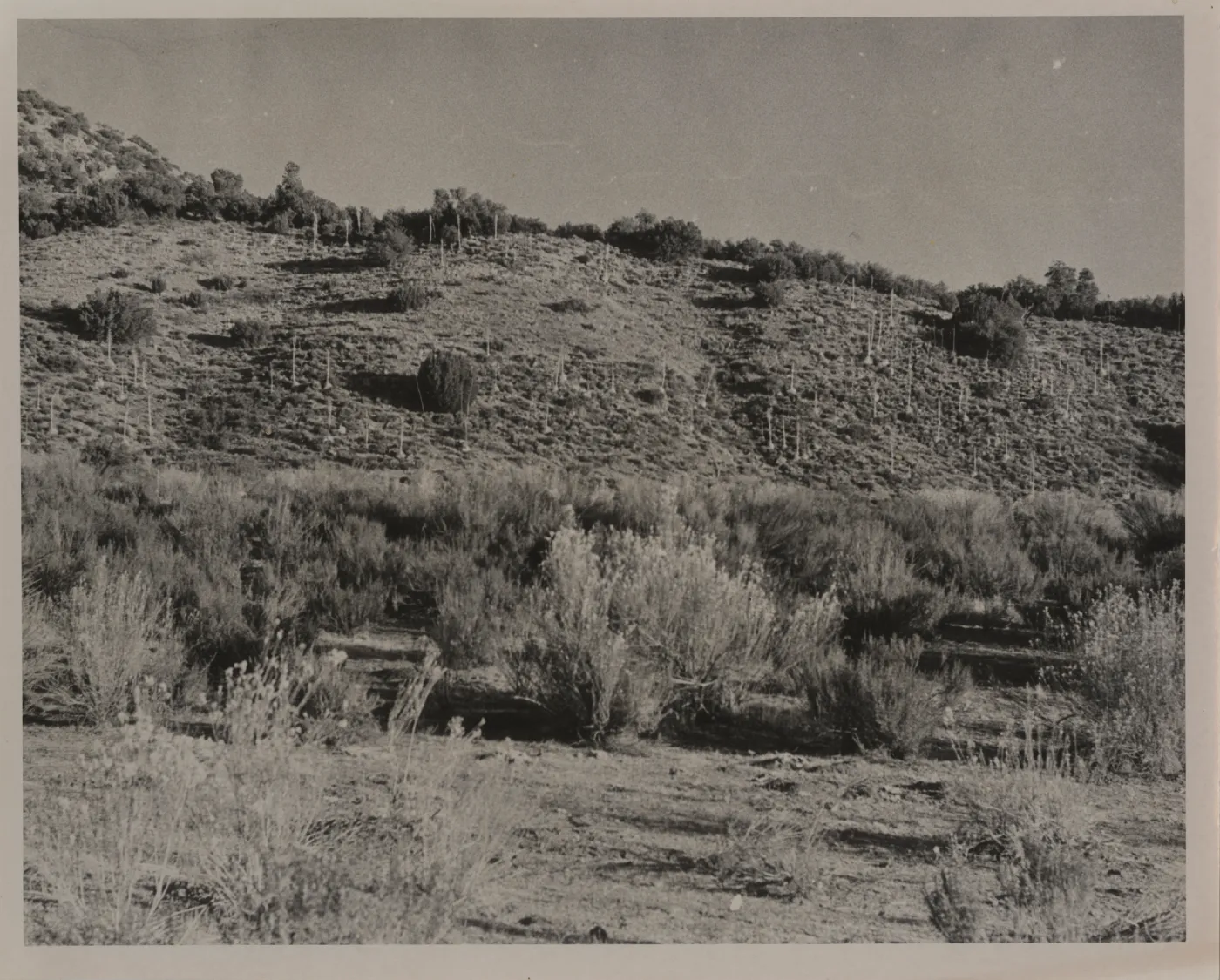 Cox Flat, Santa Barbara Canyon